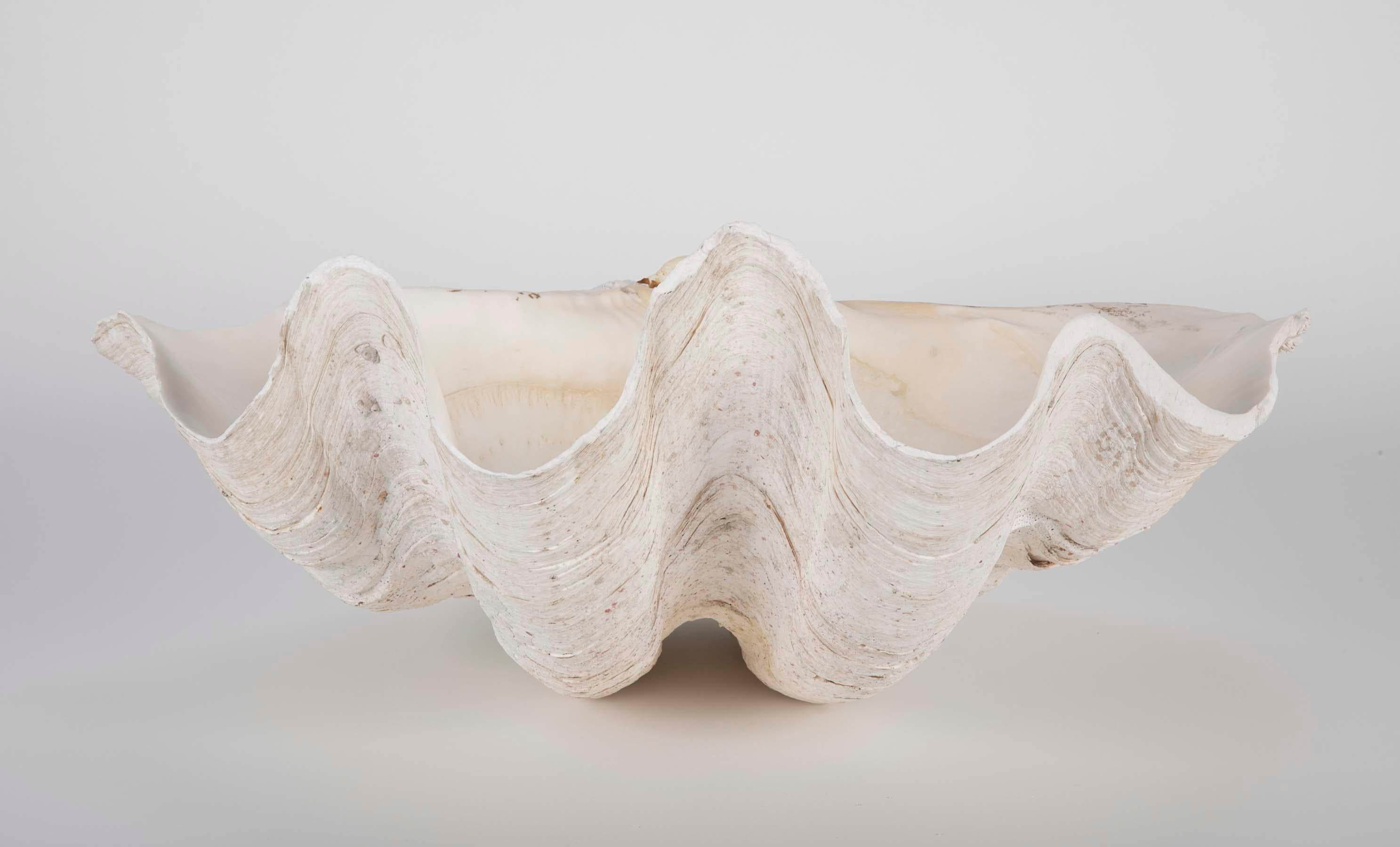 Wonderful example of a giant clam shell from the Indian Ocean. The bleached white color and high profile of the scallops make this a distinctive centrepiece or decoration. I have included some photos of its use in a designers show house, placed high