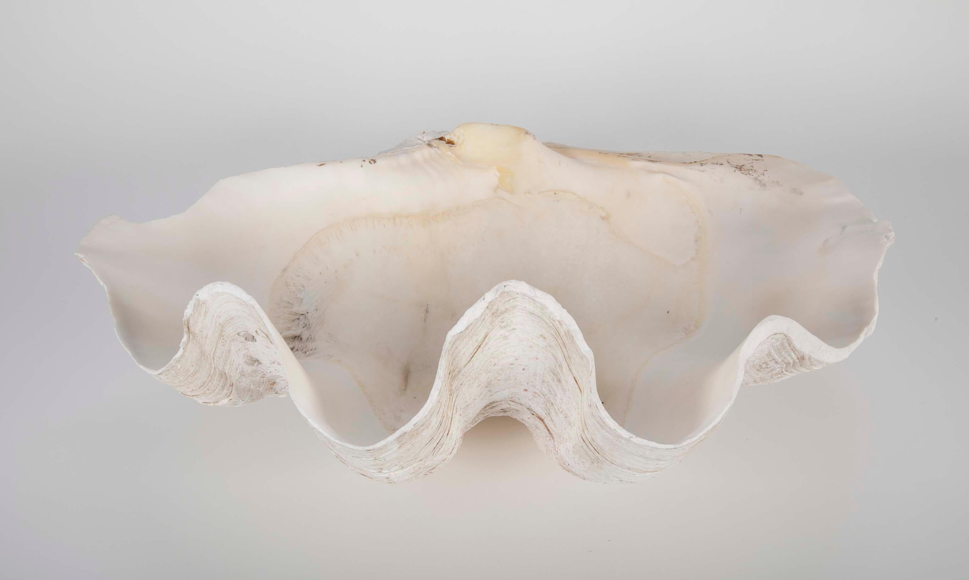 Other Giant Scalloped Clam Shell Centrepiece