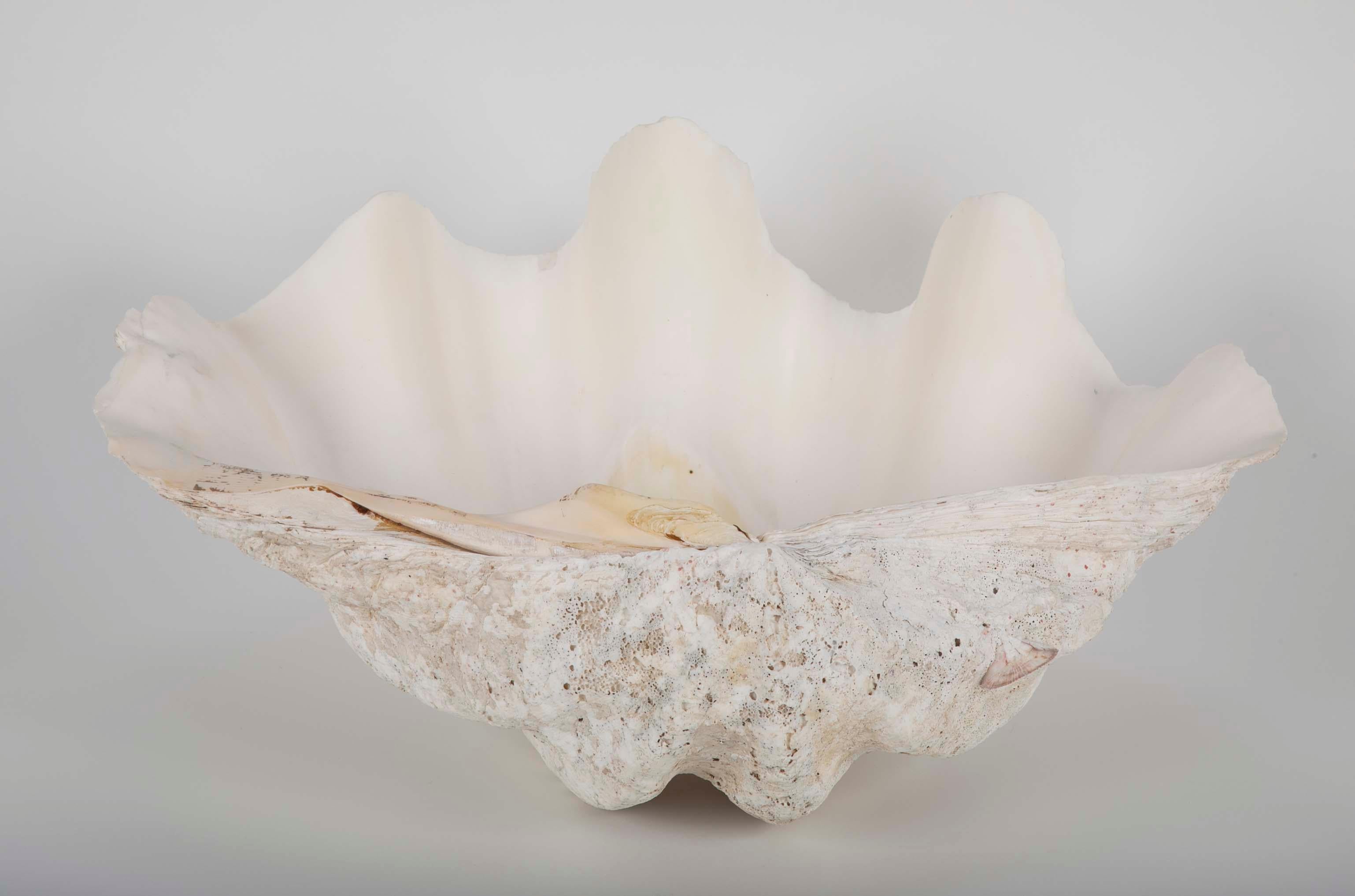 20th Century Giant Scalloped Clam Shell Centrepiece