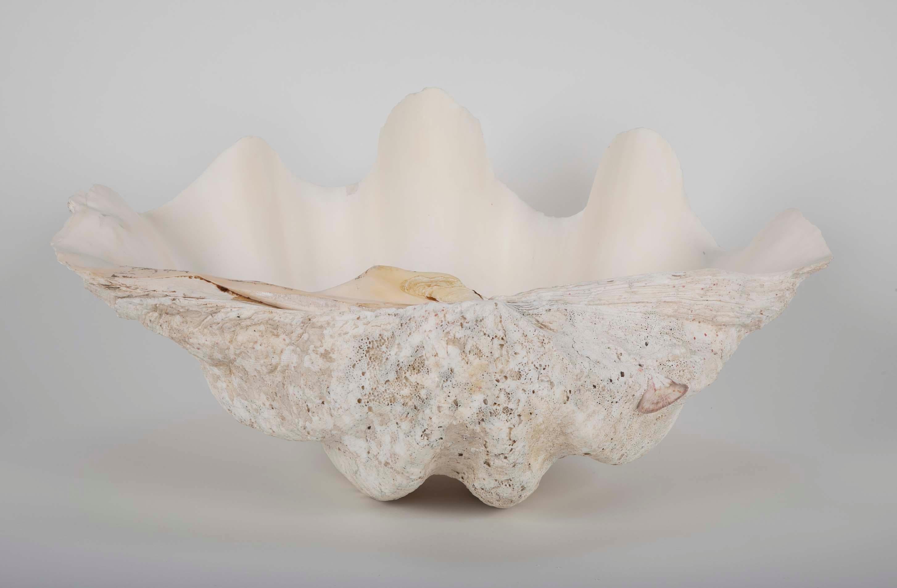Giant Scalloped Clam Shell Centrepiece 1