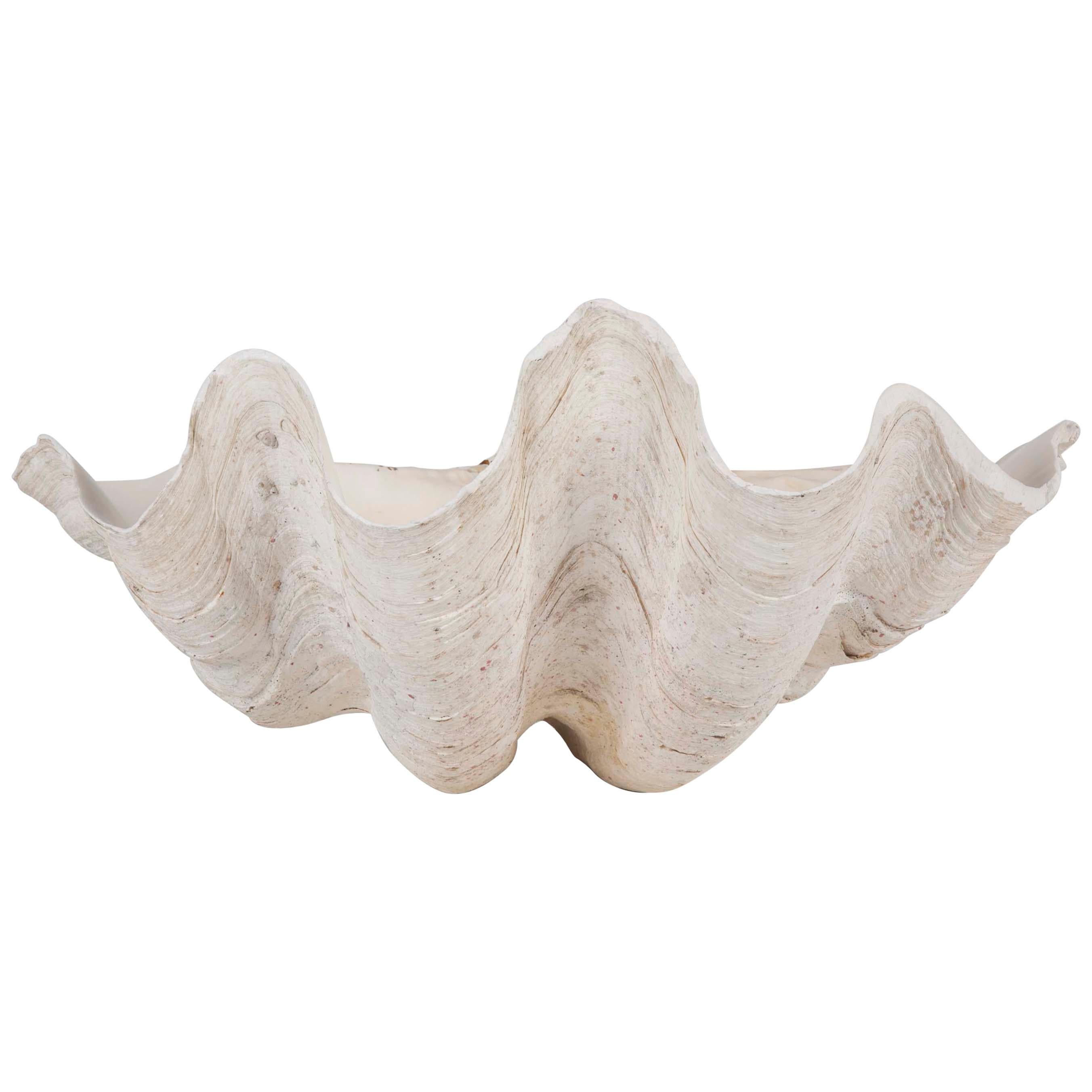 Giant Scalloped Clam Shell Centrepiece