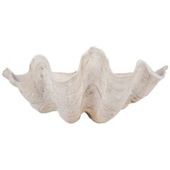 Vintage Giant Scalloped Clam Shell Centrepiece