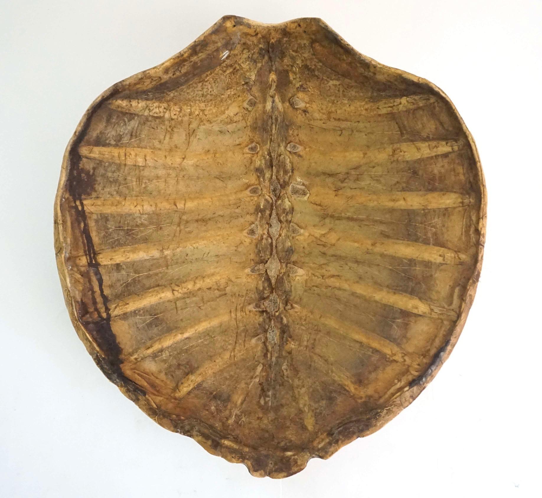 Giant Sea Turtle Carapace or Shell, 19th Century 6