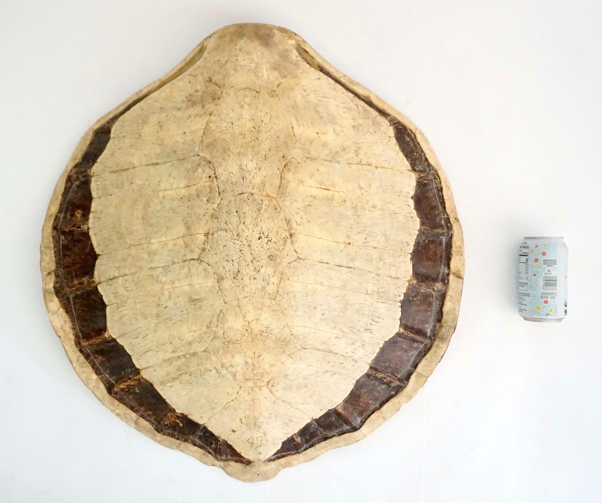 Giant Sea Turtle Carapace or Shell, 19th Century 7