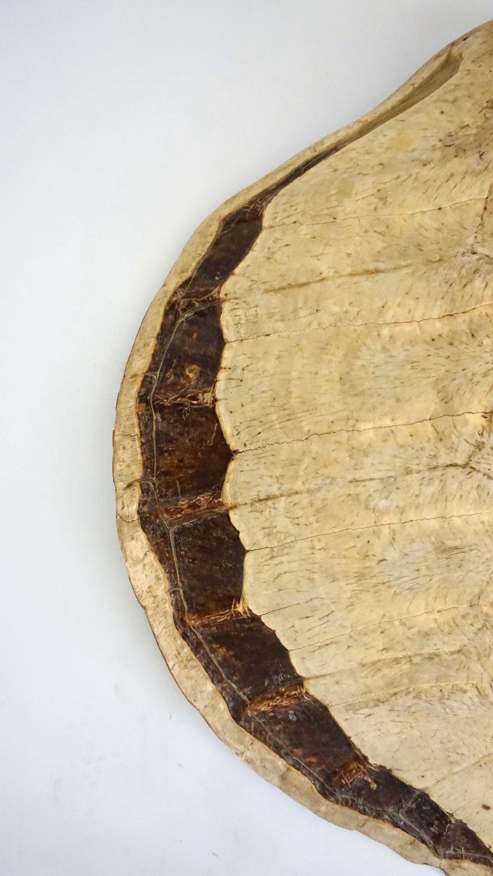 A large antique 19th-century giant sea turtle carapace (shell) specimen; the top and edges likely having been stripped for veneer. Provenance available upon request.