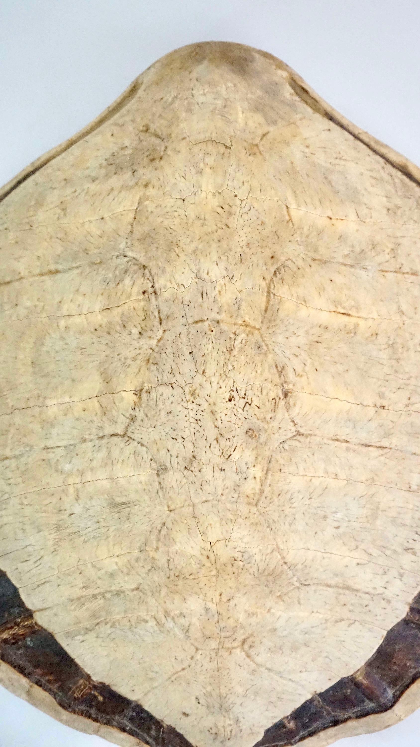 Giant Sea Turtle Carapace or Shell, 19th Century In Good Condition In Kinderhook, NY