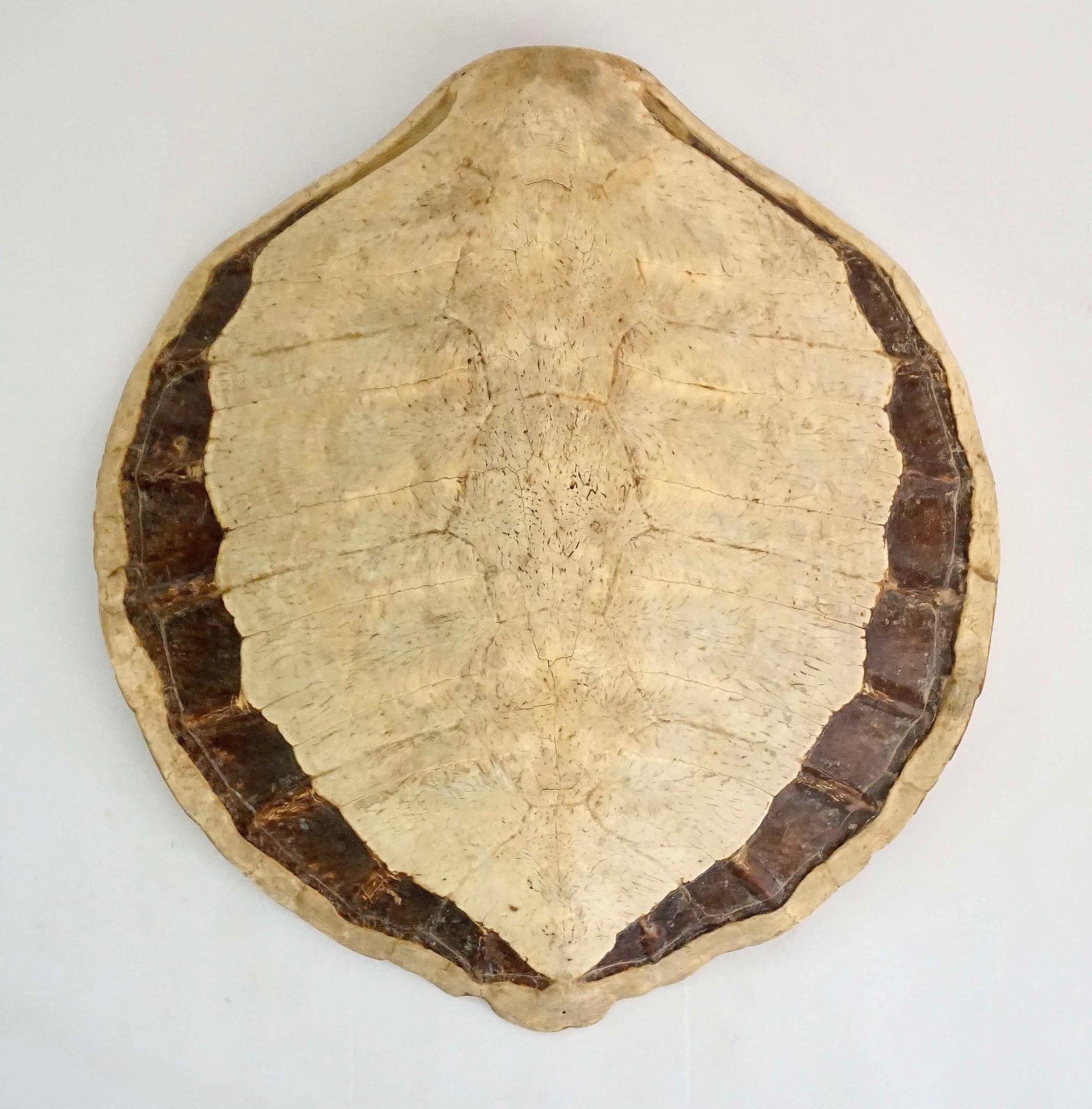 Giant Sea Turtle Carapace or Shell, 19th Century 2