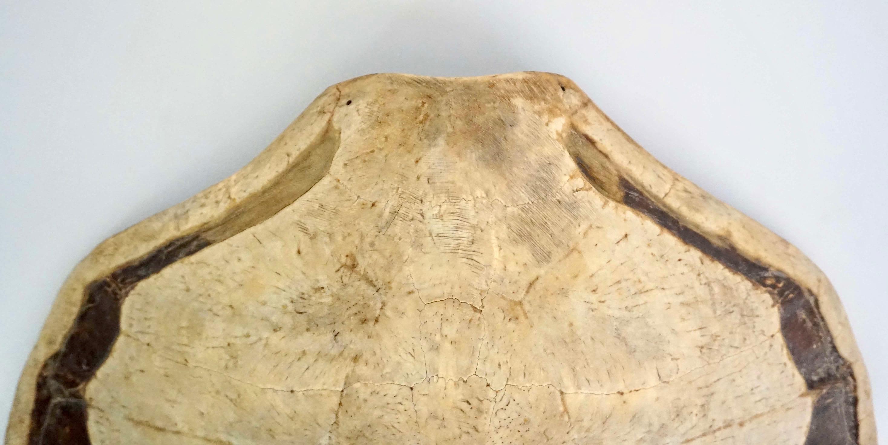 Giant Sea Turtle Carapace or Shell, 19th Century 3