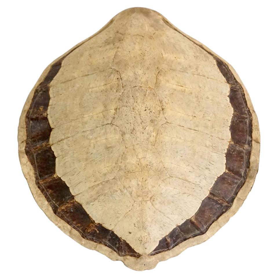 Genuine American Fresh Water Turtle Shell at 1stDibs