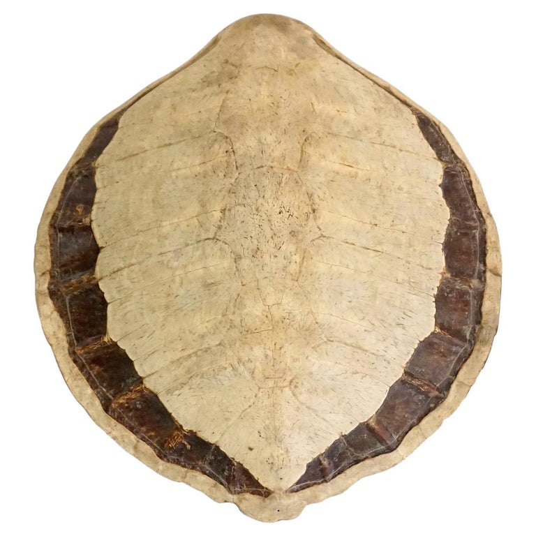 Giant Sea Turtle Carapace or Shell, 19th Century at 1stDibs
