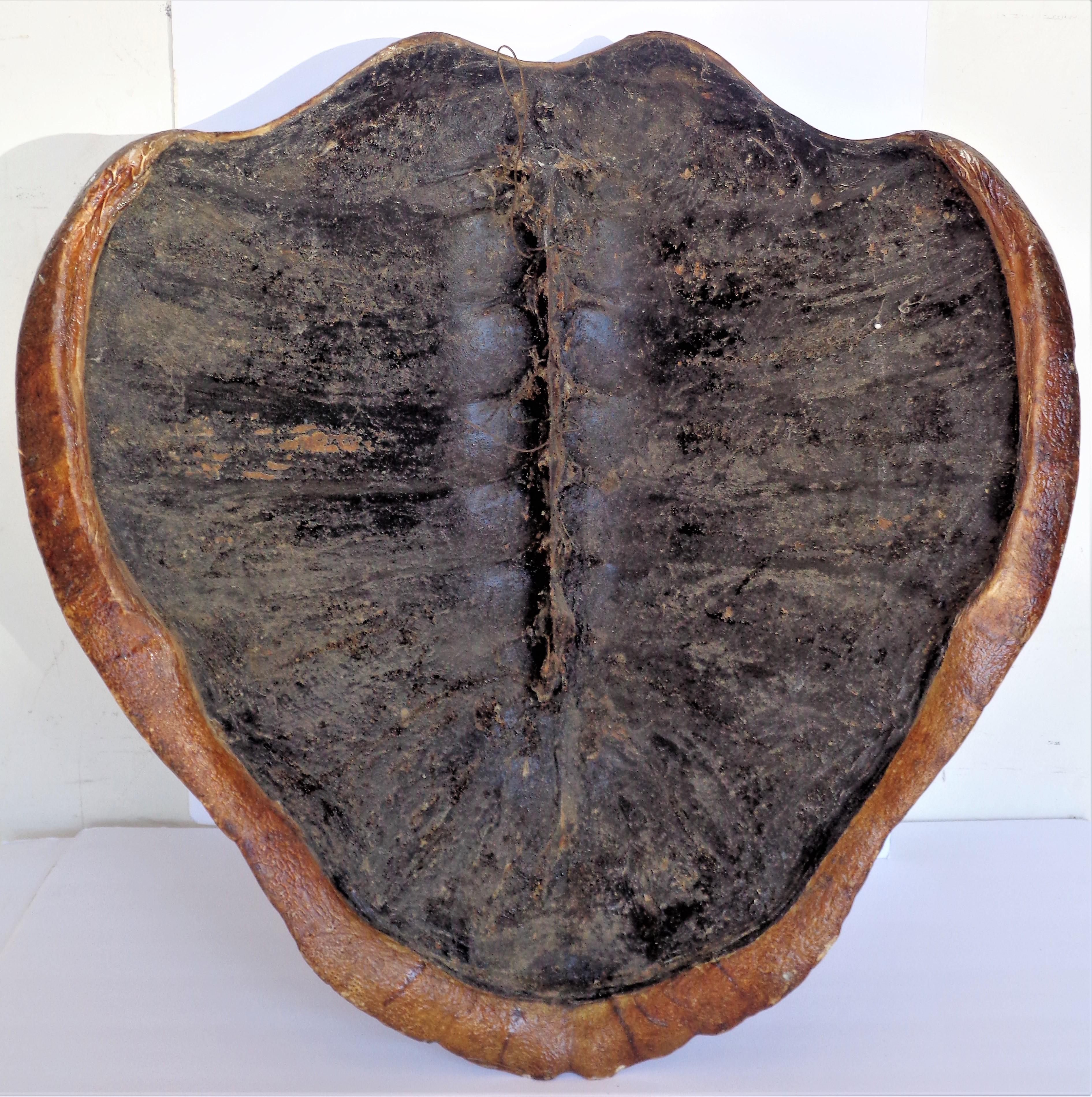 Giant Sea Turtle Shell, Antique Natural History Specimen 5