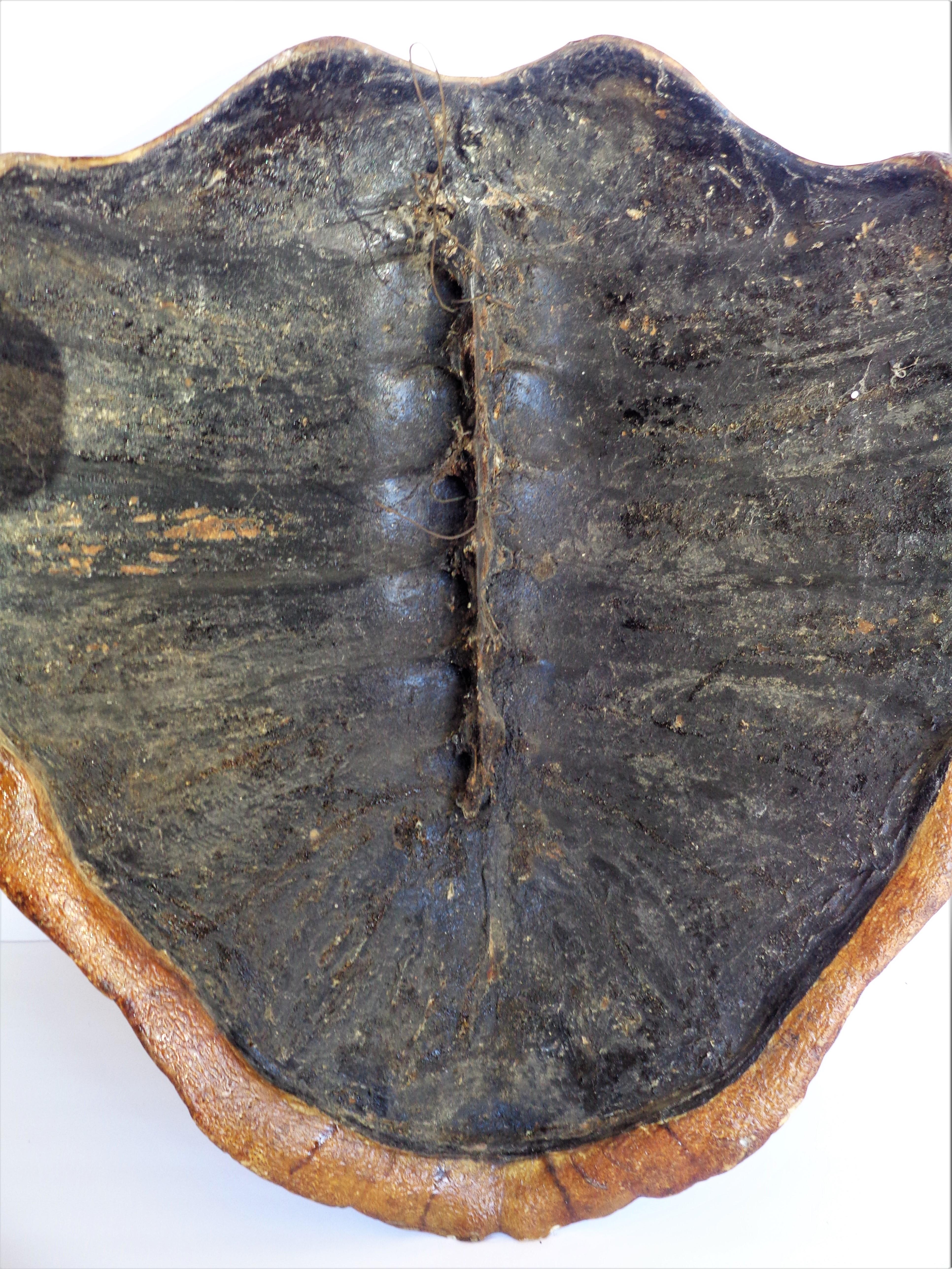 Giant Sea Turtle Shell, Antique Natural History Specimen 6