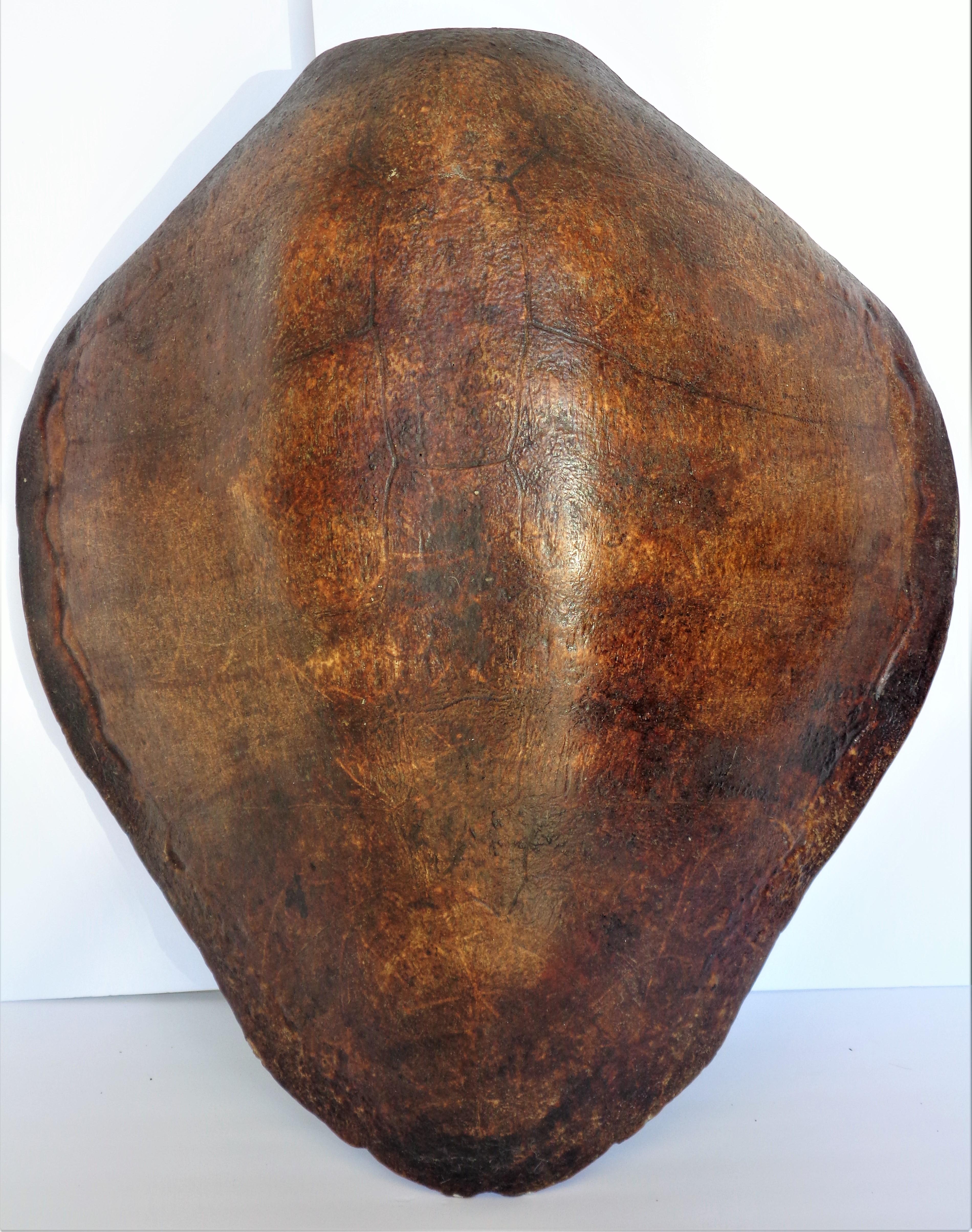 Giant Sea Turtle Shell, Antique Natural History Specimen 9