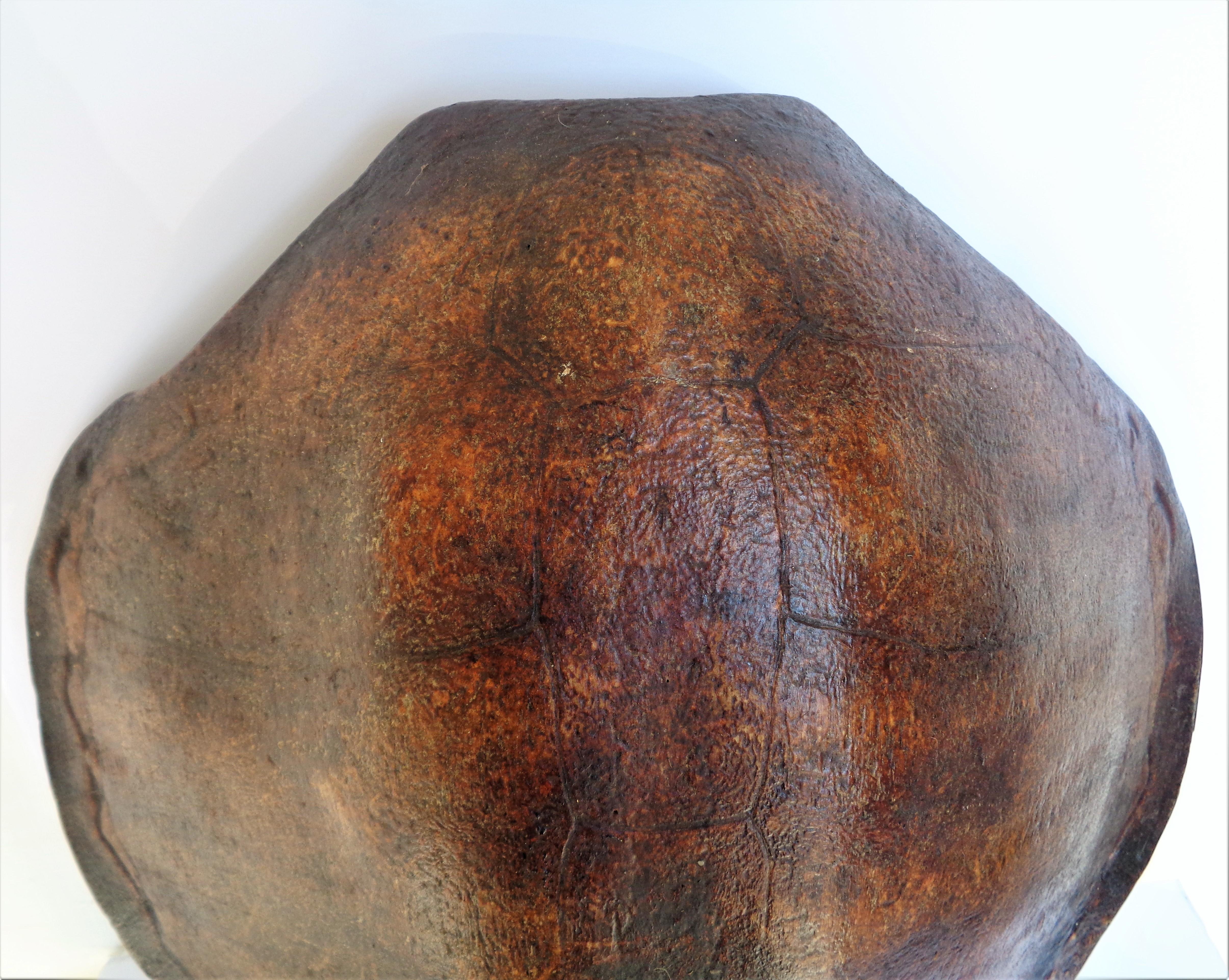 Giant Sea Turtle Shell, Antique Natural History Specimen 10