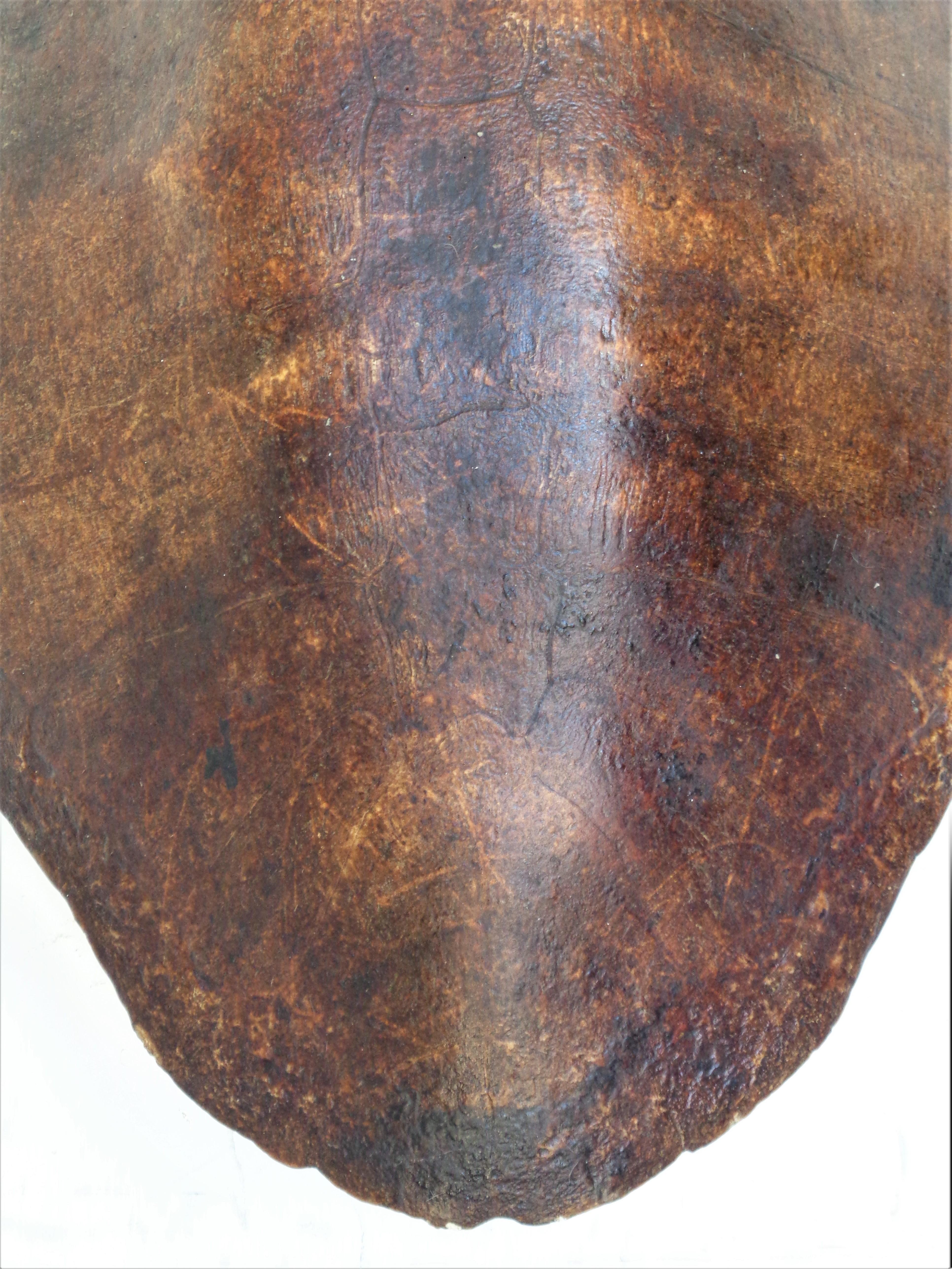 Giant Sea Turtle Shell, Antique Natural History Specimen 11