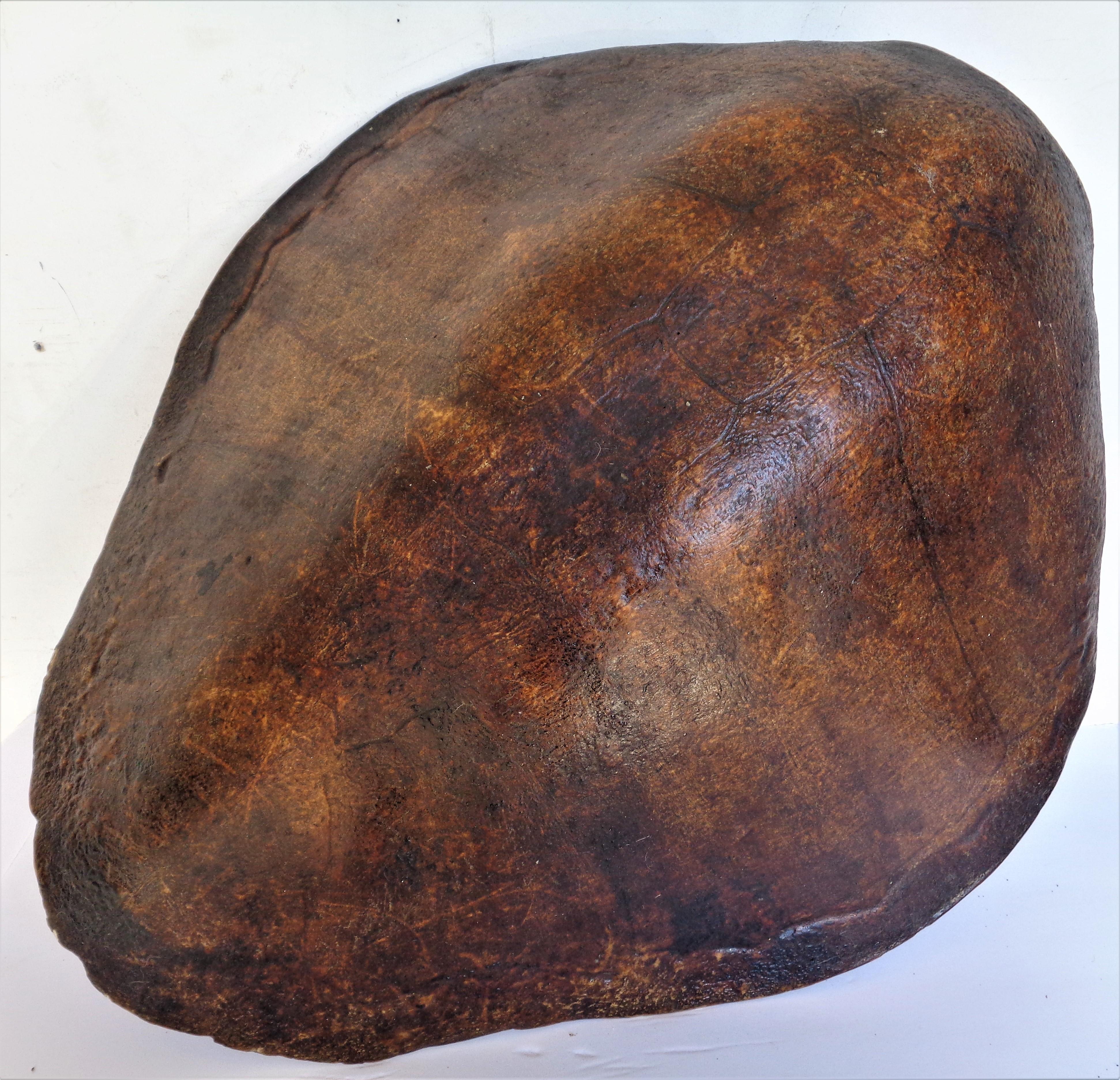 Giant Sea Turtle Shell, Antique Natural History Specimen 12