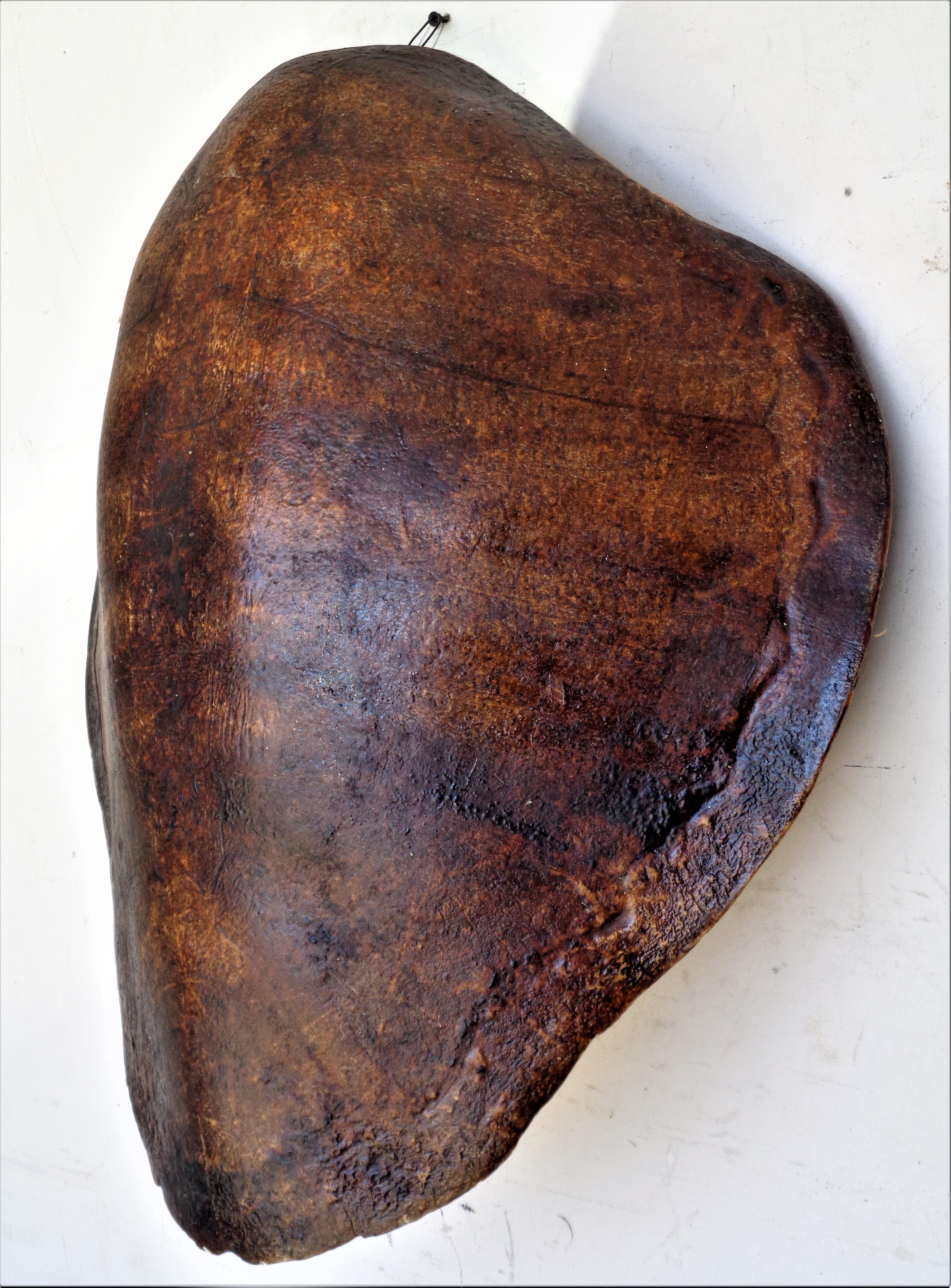 Antique sea turtle shell carapace, natural history specimen. Great vintage condition with beautifully aged color. From old private collection. Circa 1900. Measures as photographed (see primary image) 25 inches high x 23 inches wide x 8 inches deep.