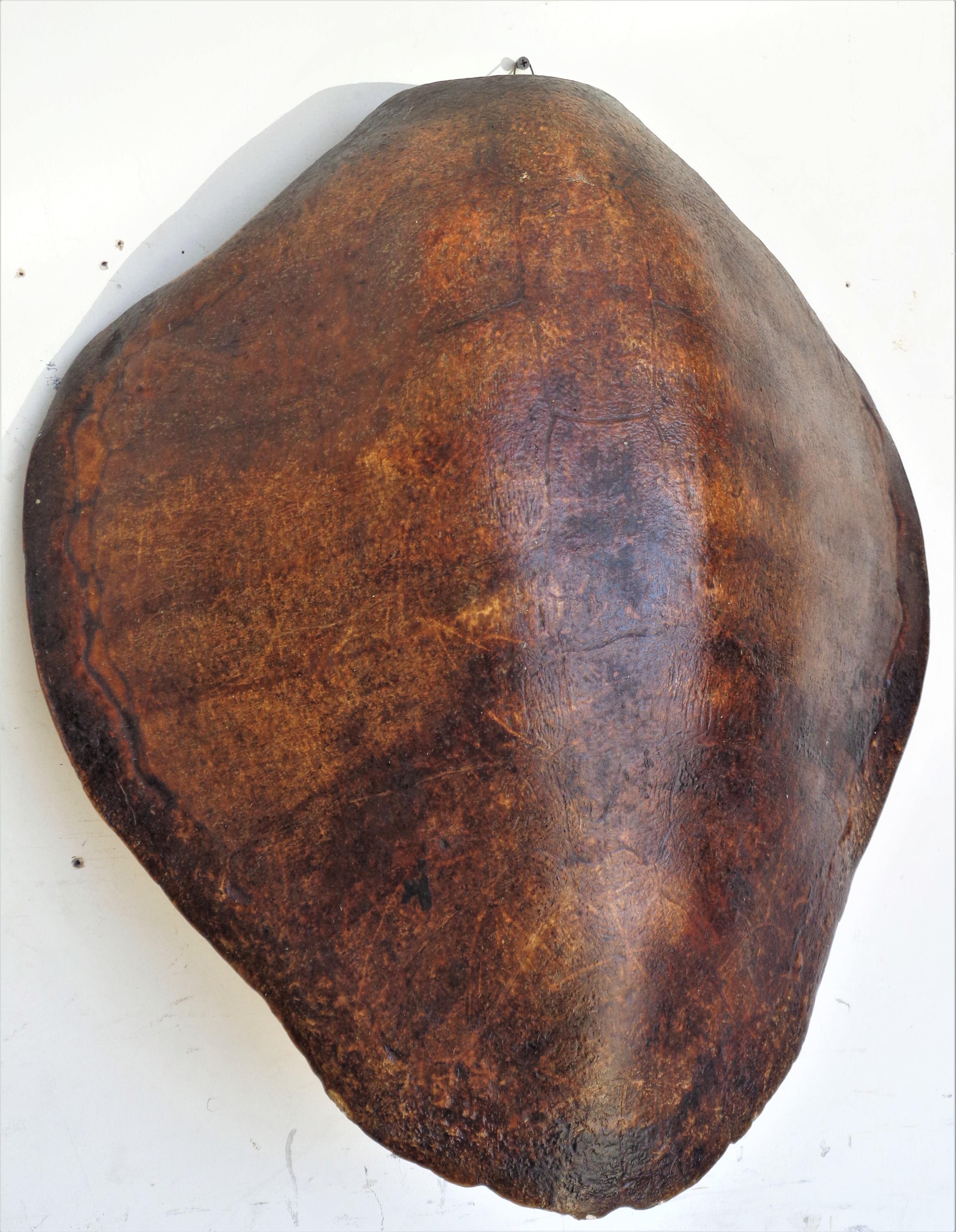 Giant Sea Turtle Shell, Antique Natural History Specimen In Good Condition In Rochester, NY