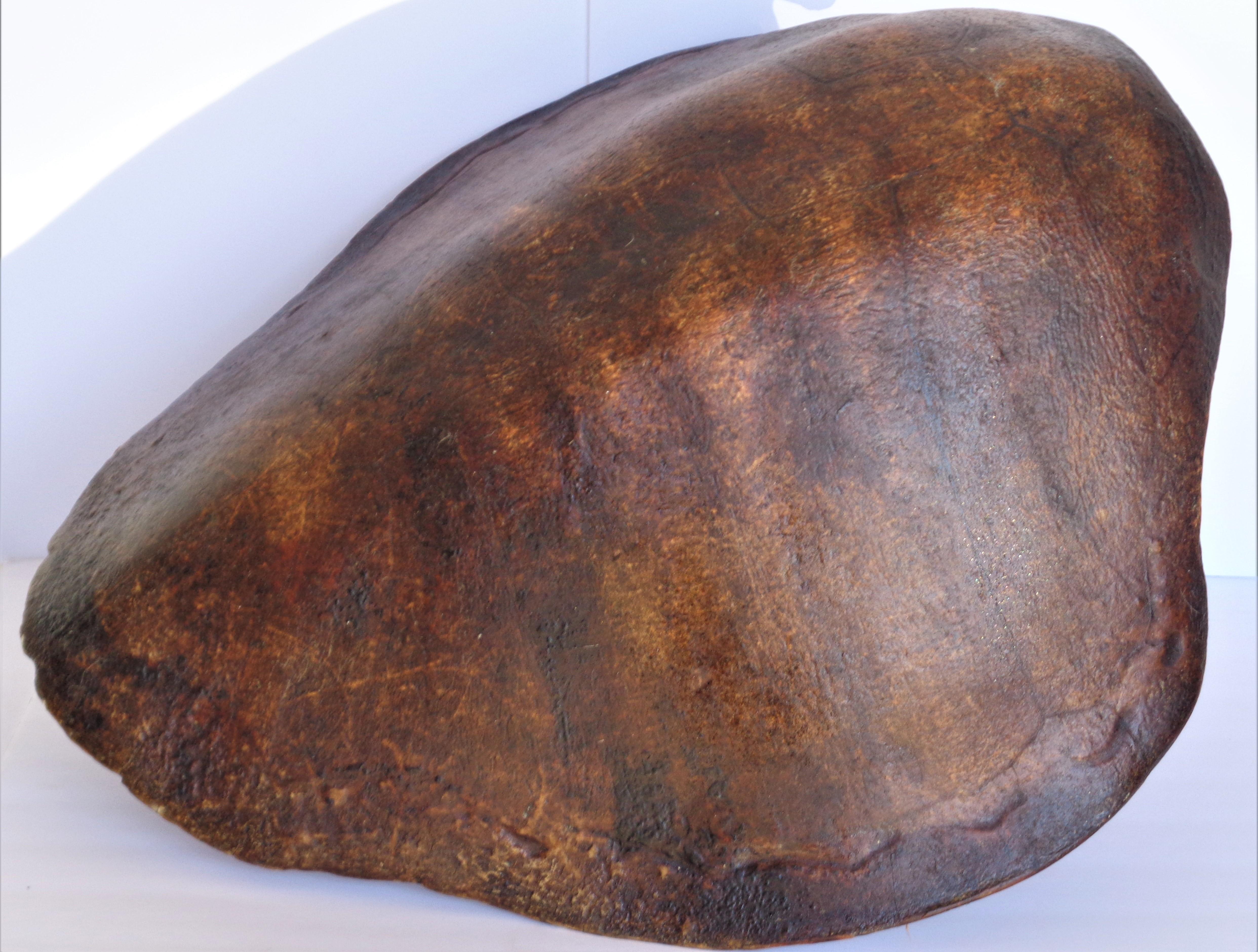 Early 20th Century Giant Sea Turtle Shell, Antique Natural History Specimen