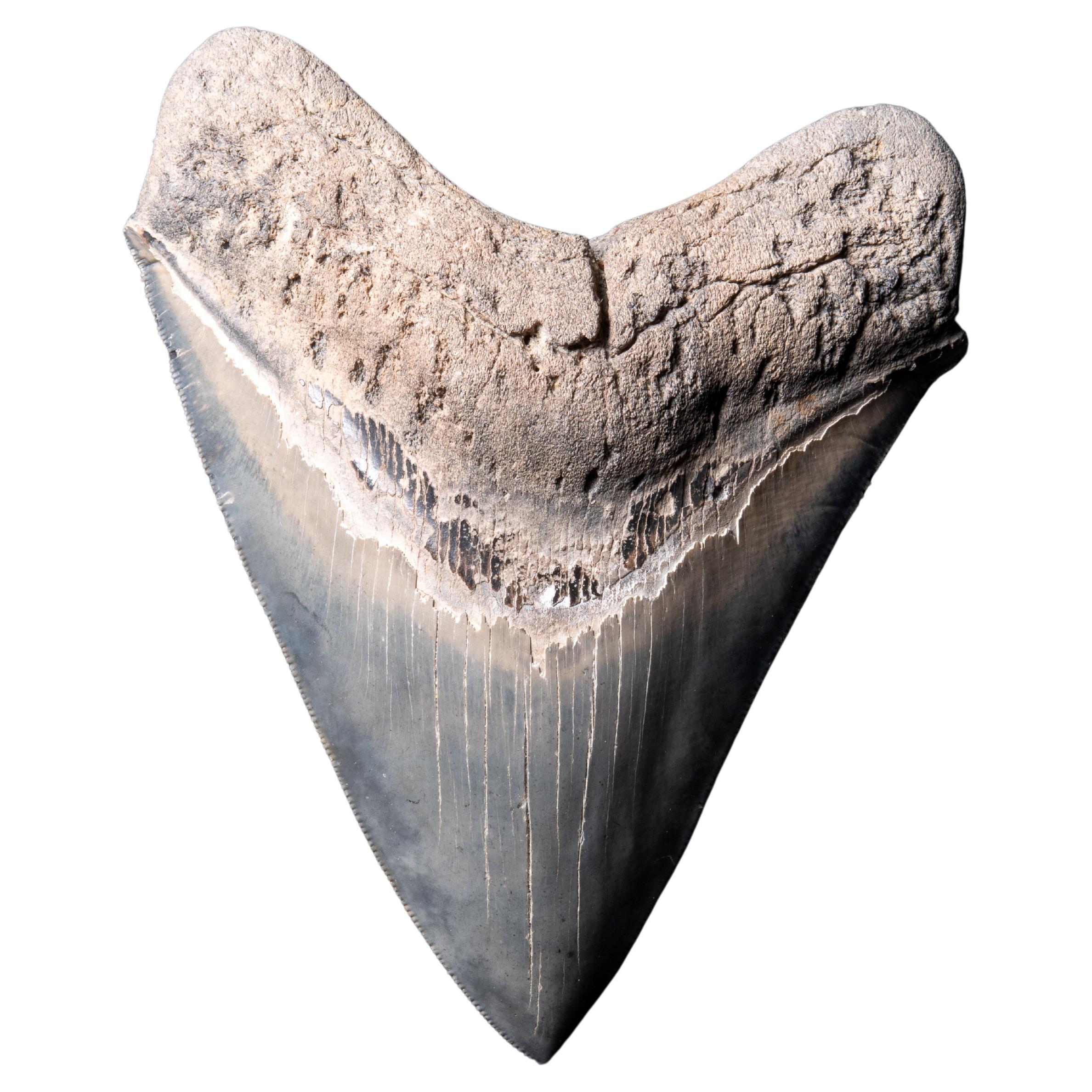 Giant Shark Tooth from the Prehistoric Predator, Megalodon