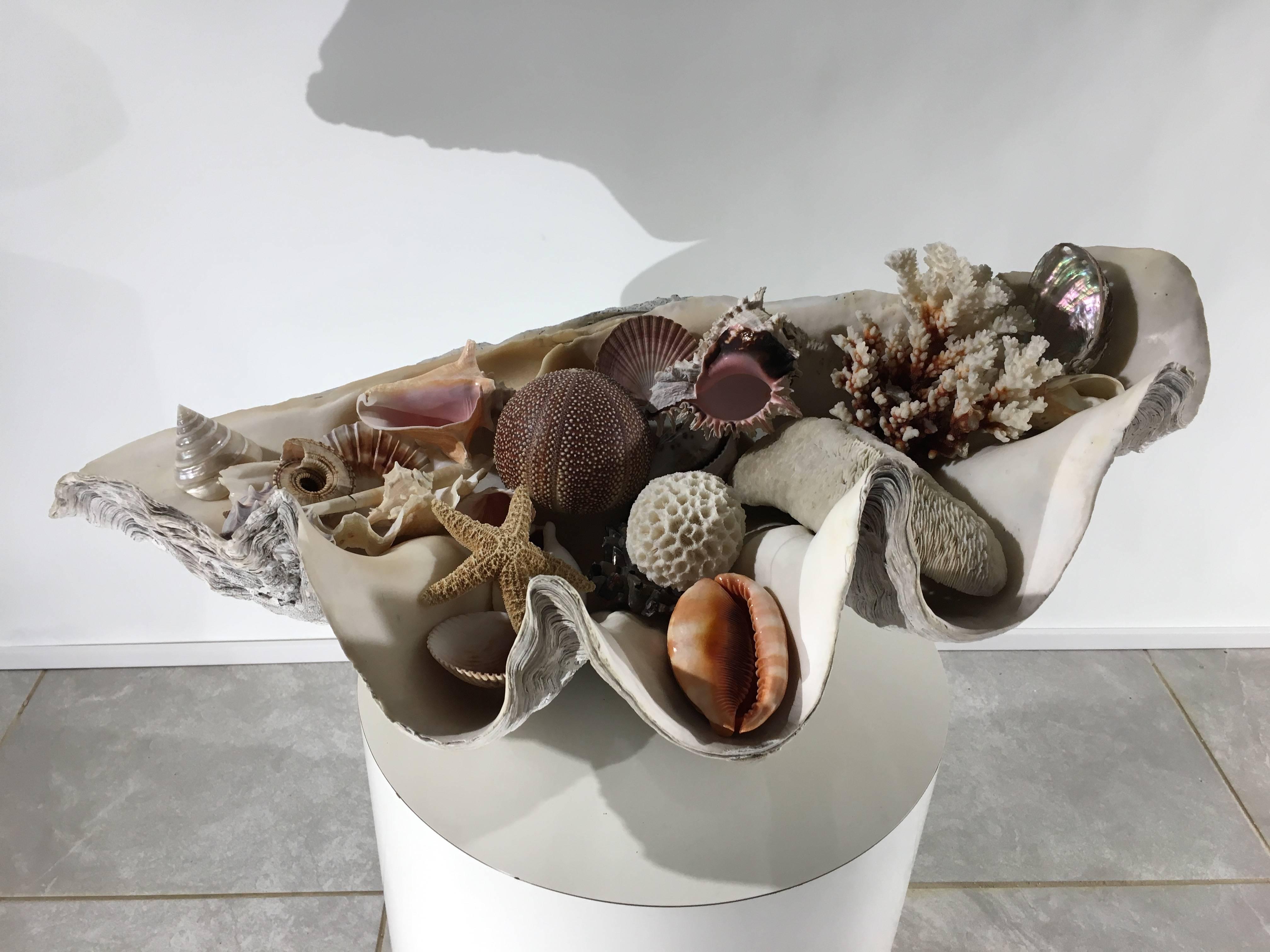 A vintage Giant Clam shell from the South Pacific Ocean displayed with and including various ocean corals, shell's and a Starfish. All hand picked for their beauty. 
Measures: Shell width is 30