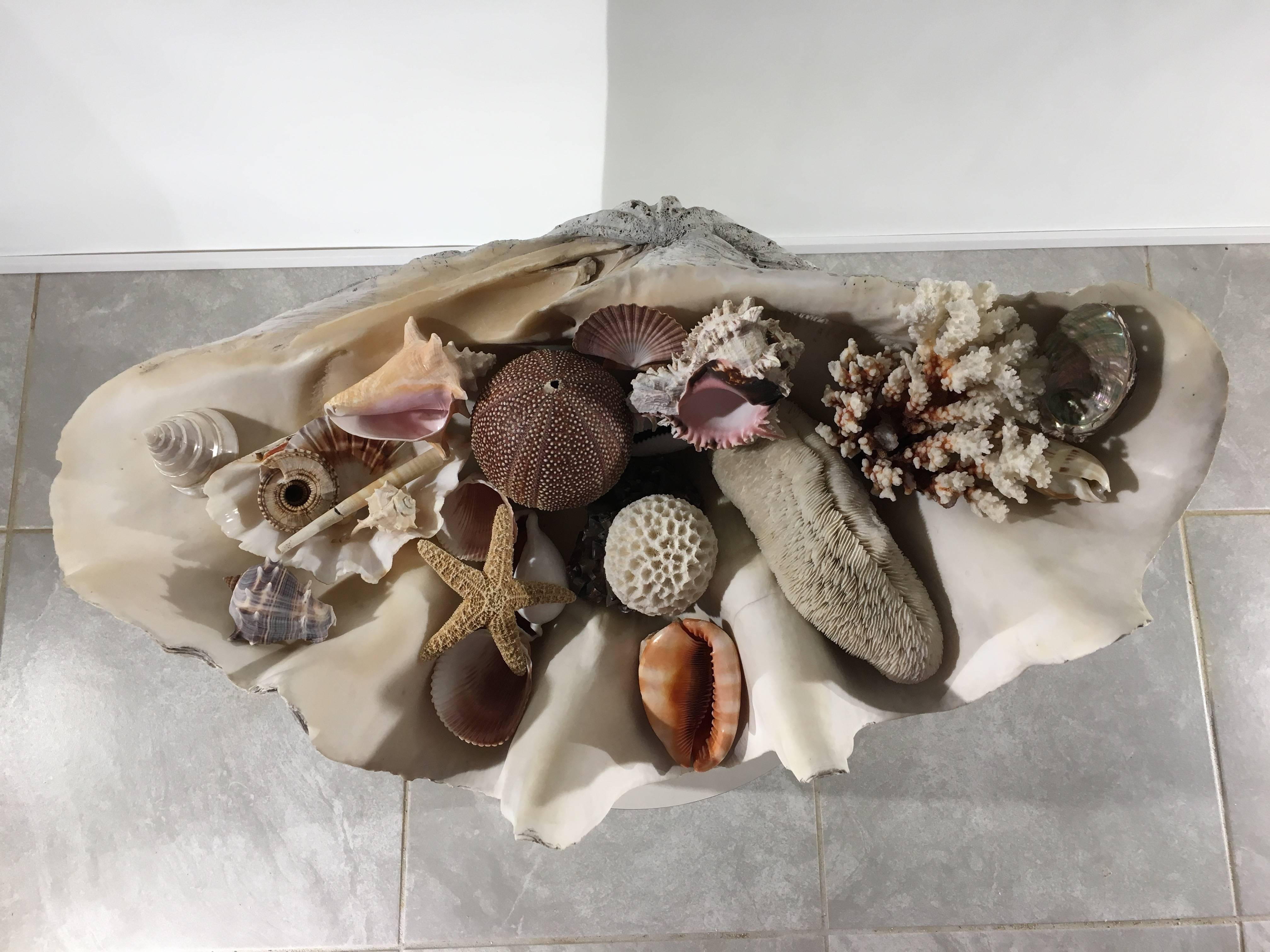 Early 20th Century Giant South Pacific Clam Shell Filled with Various Coral's and Shells