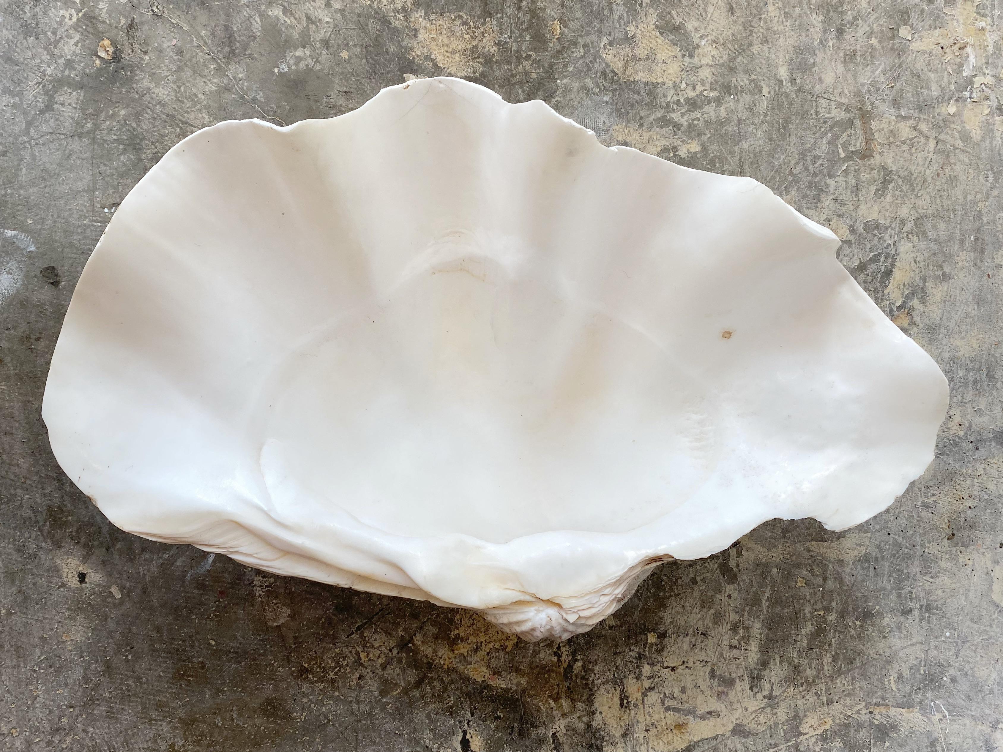 giant clam shell value