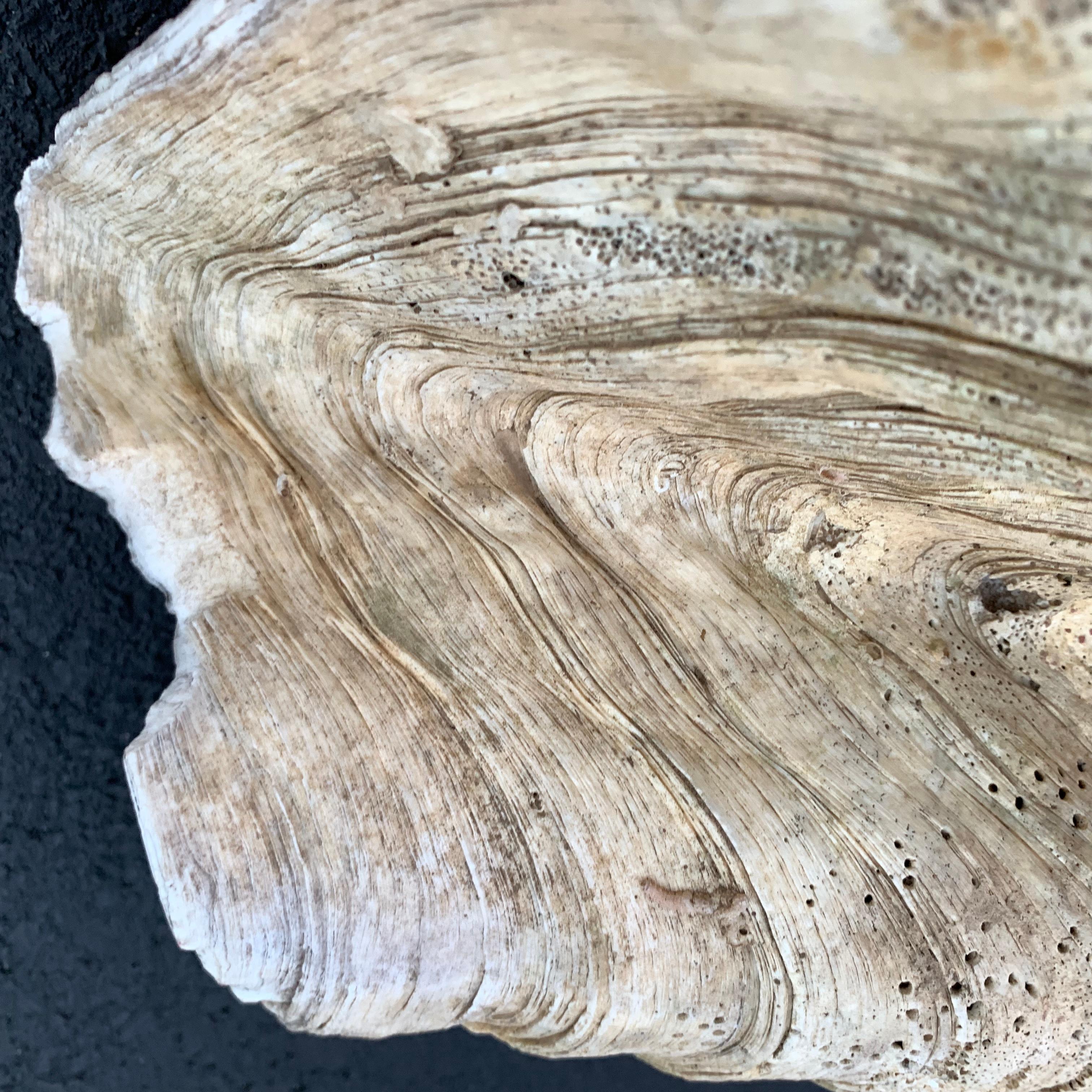 Giant South Pacific Tridacna Gigas Clam Shell with High Elbows 3