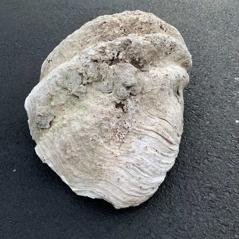 Giant South Pacific Tridacna Gigas Clam Shell with High Elbows For Sale