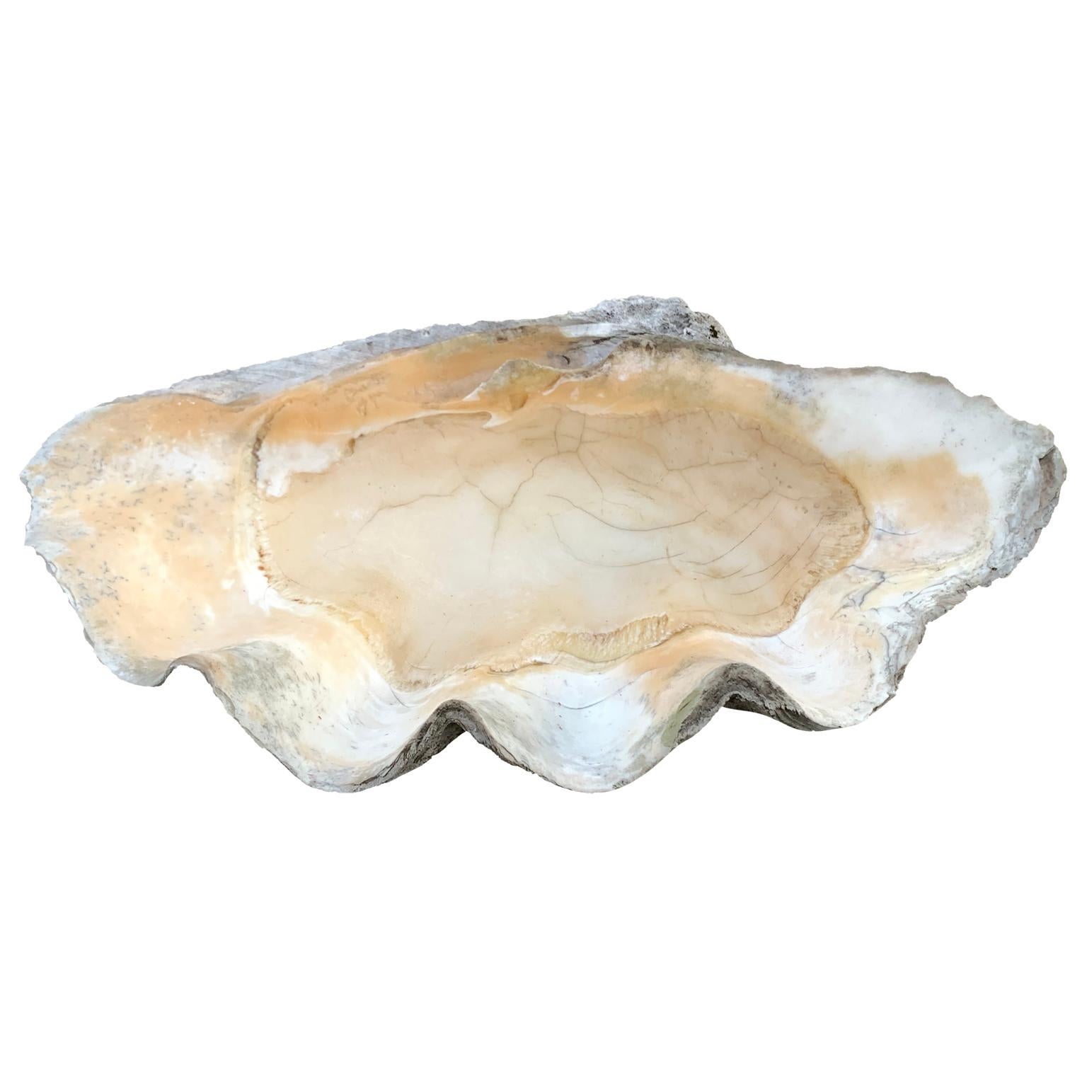 18th Century and Earlier Large Giant South Pacific Tridacna Gigas Clam Shell with High Elbows