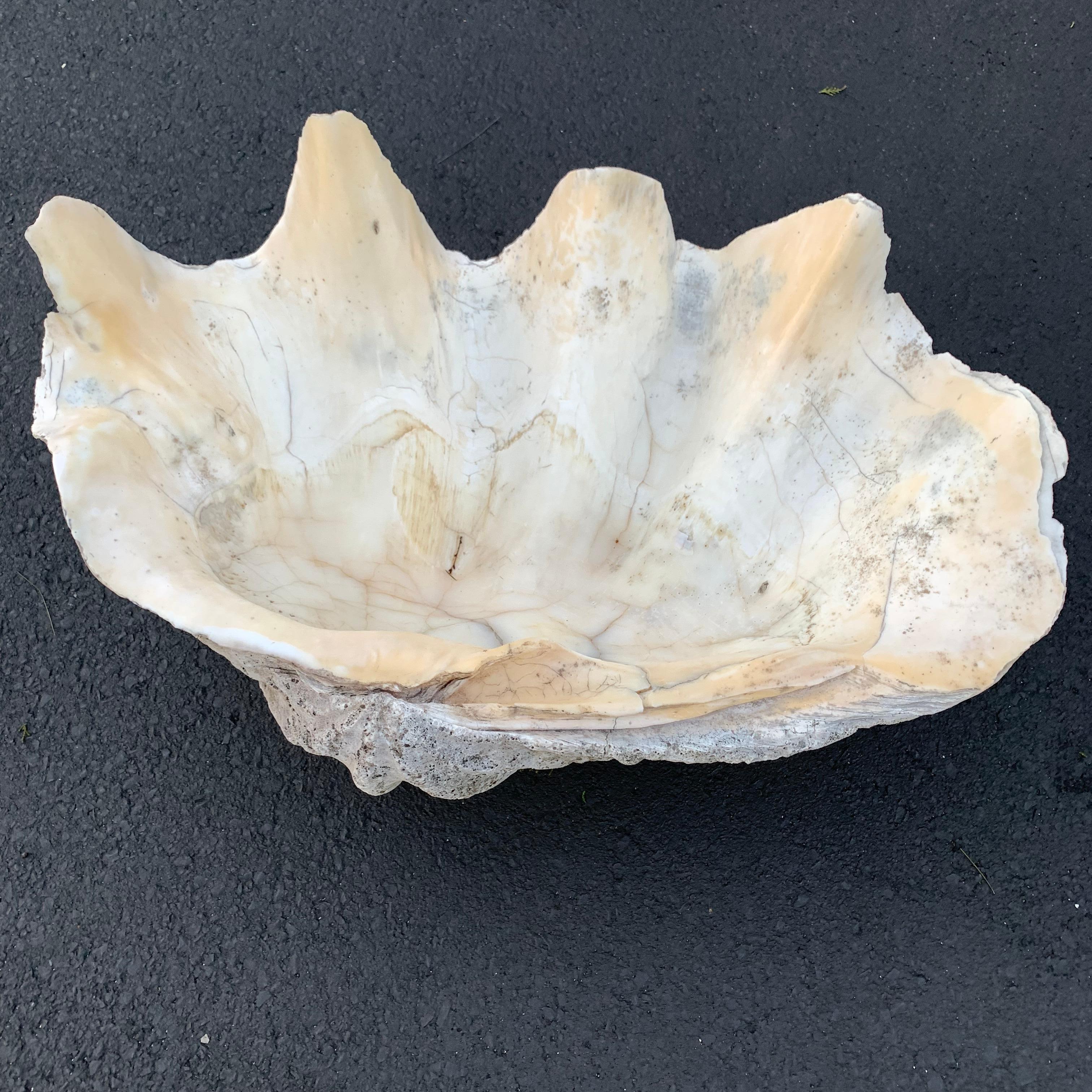 Giant South Pacific Tridacna Gigas Clam Shell with High Elbows In Good Condition In Haddonfield, NJ