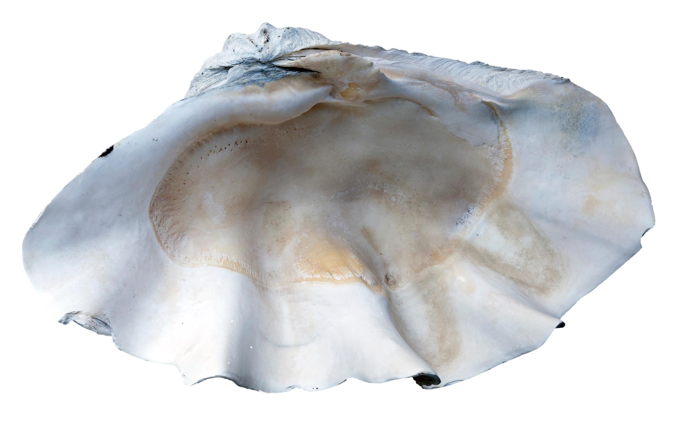 Clam Shell Incisionb Giant South Sea Clam Shell For Sale at 1stDibs