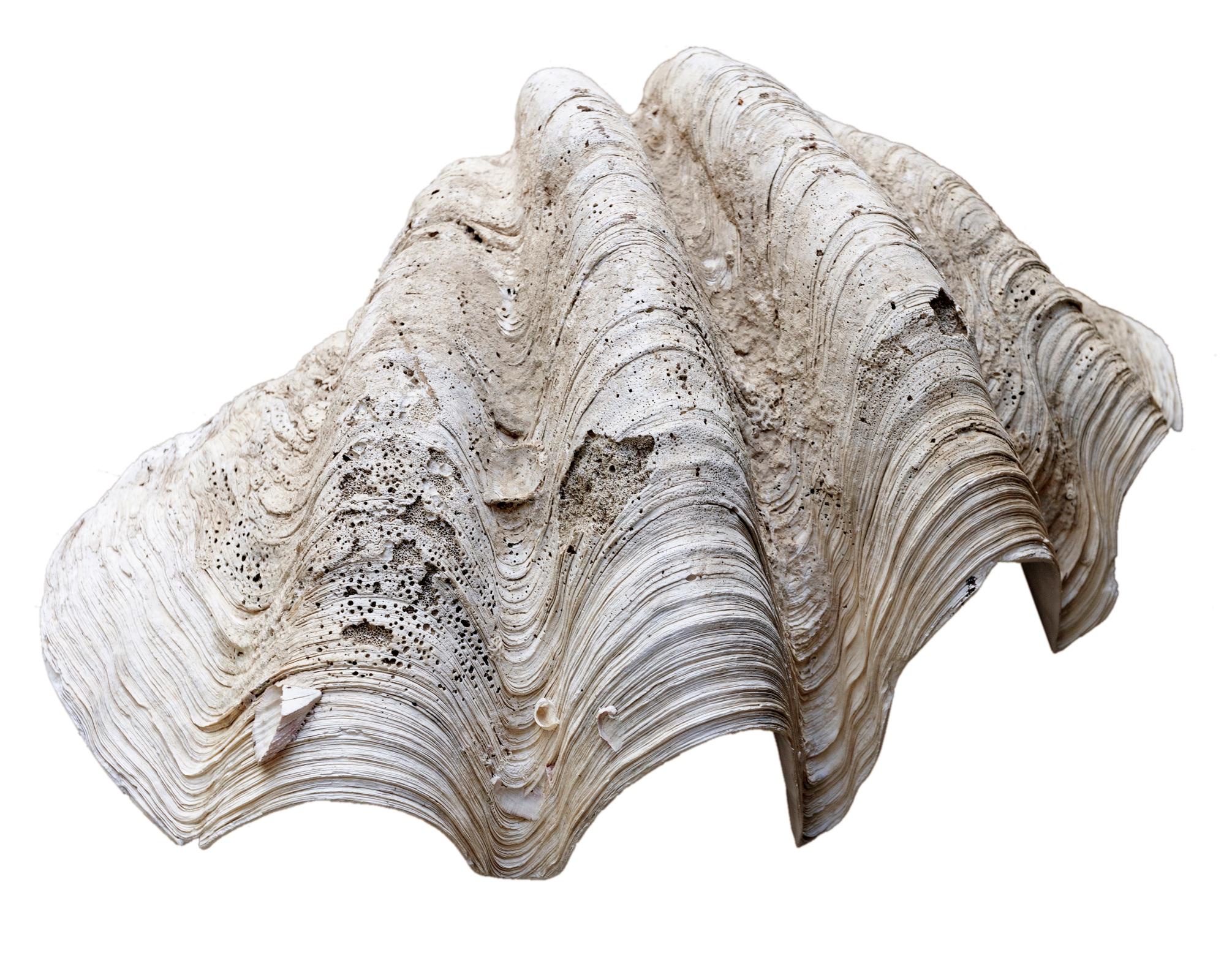 Natürliches Tridacna Gigas Clamshell-Exemplar aus dem Südpazifik im Zustand „Gut“ im Angebot in Malibu, CA