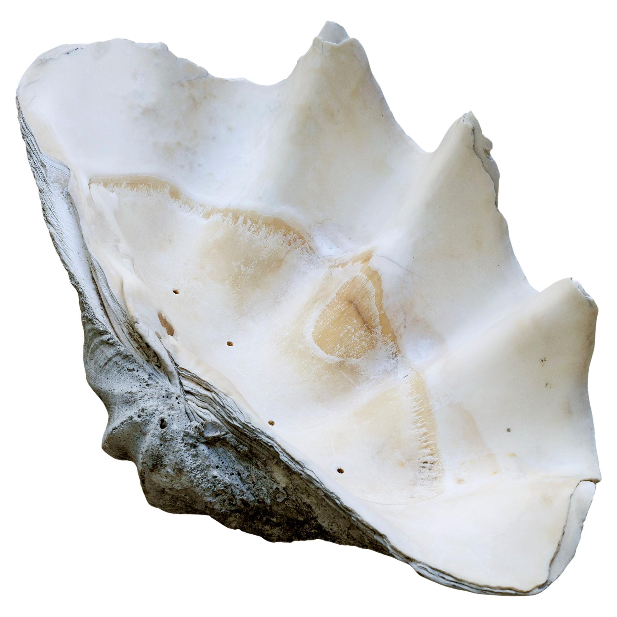 clam color