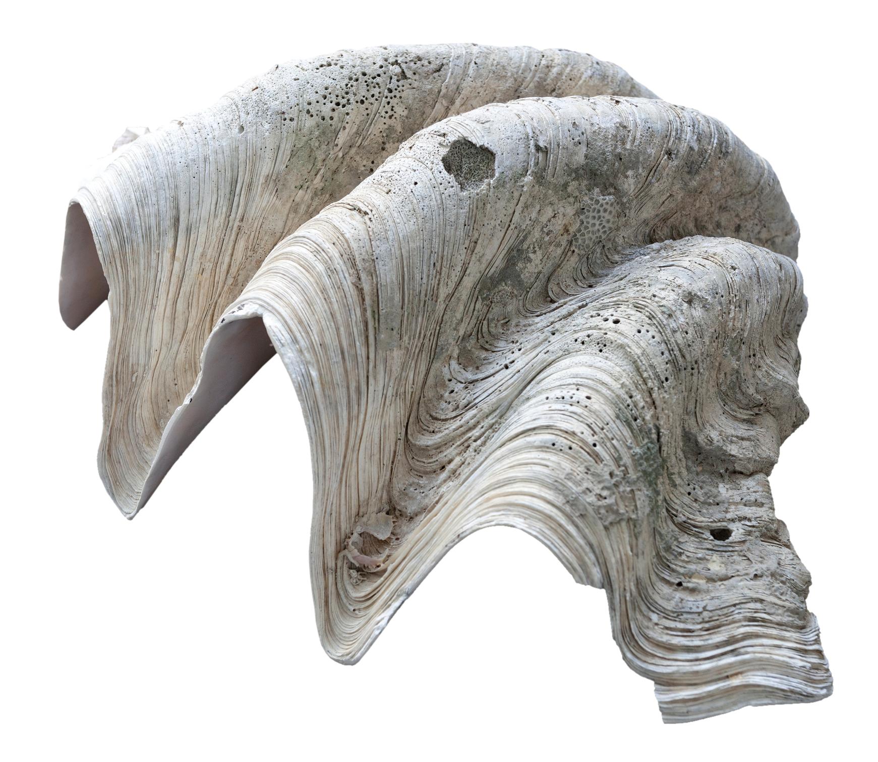Natürliches Tridacna Gigas Clamshell-Exemplar aus dem Südpazifik (Muschel) im Angebot