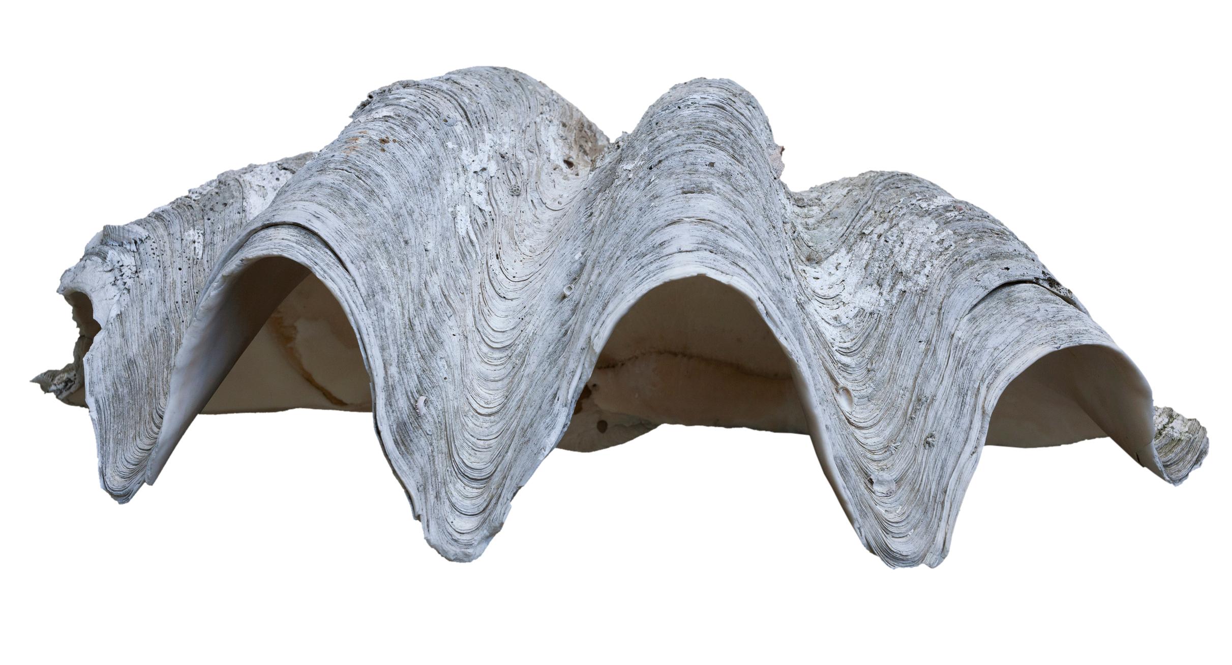 Giant South Sea Clam Shell In Good Condition For Sale In Malibu, CA