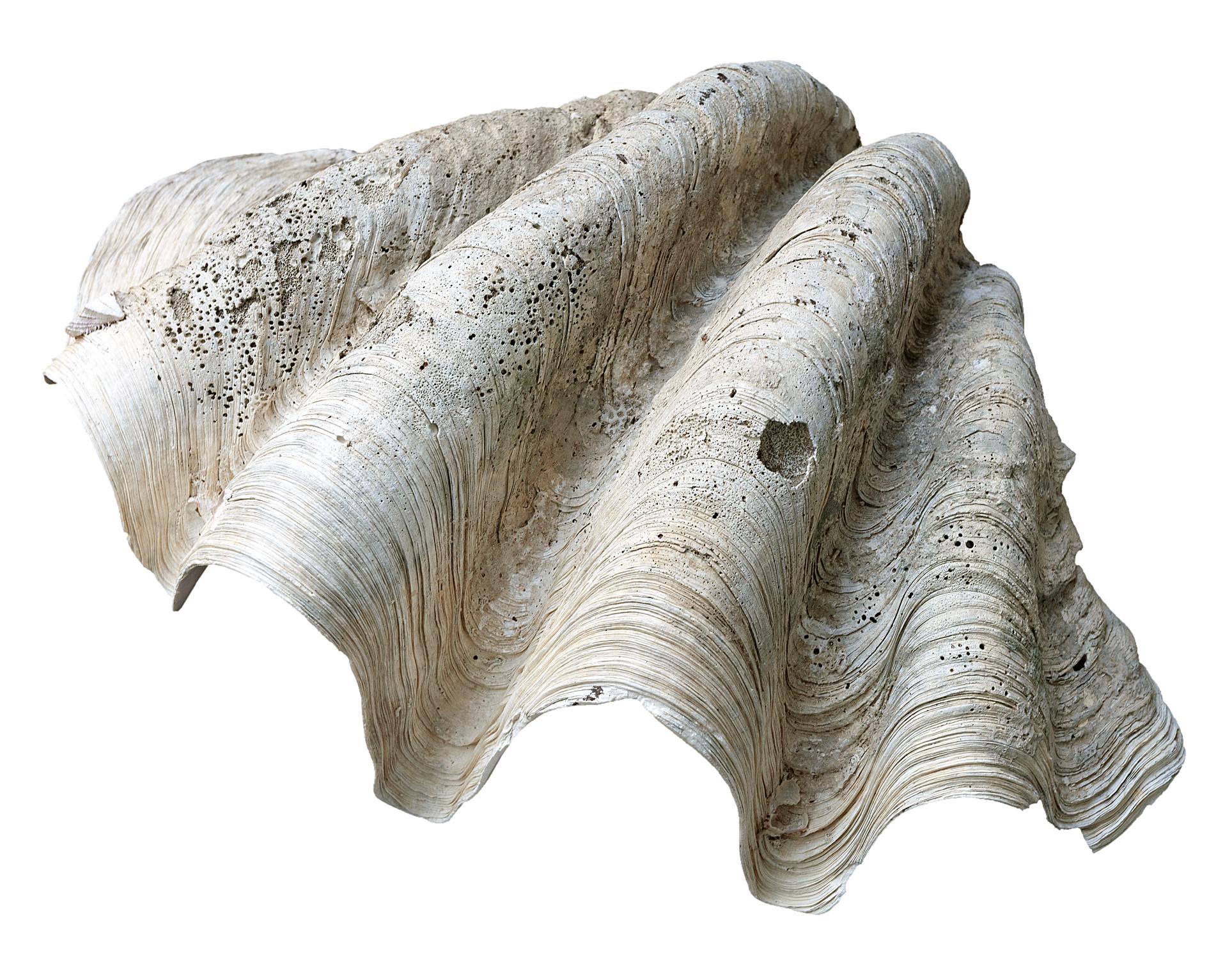 Natural Tridacna Gigas clamshell specimen from the South Pacific In Good Condition For Sale In Malibu, CA