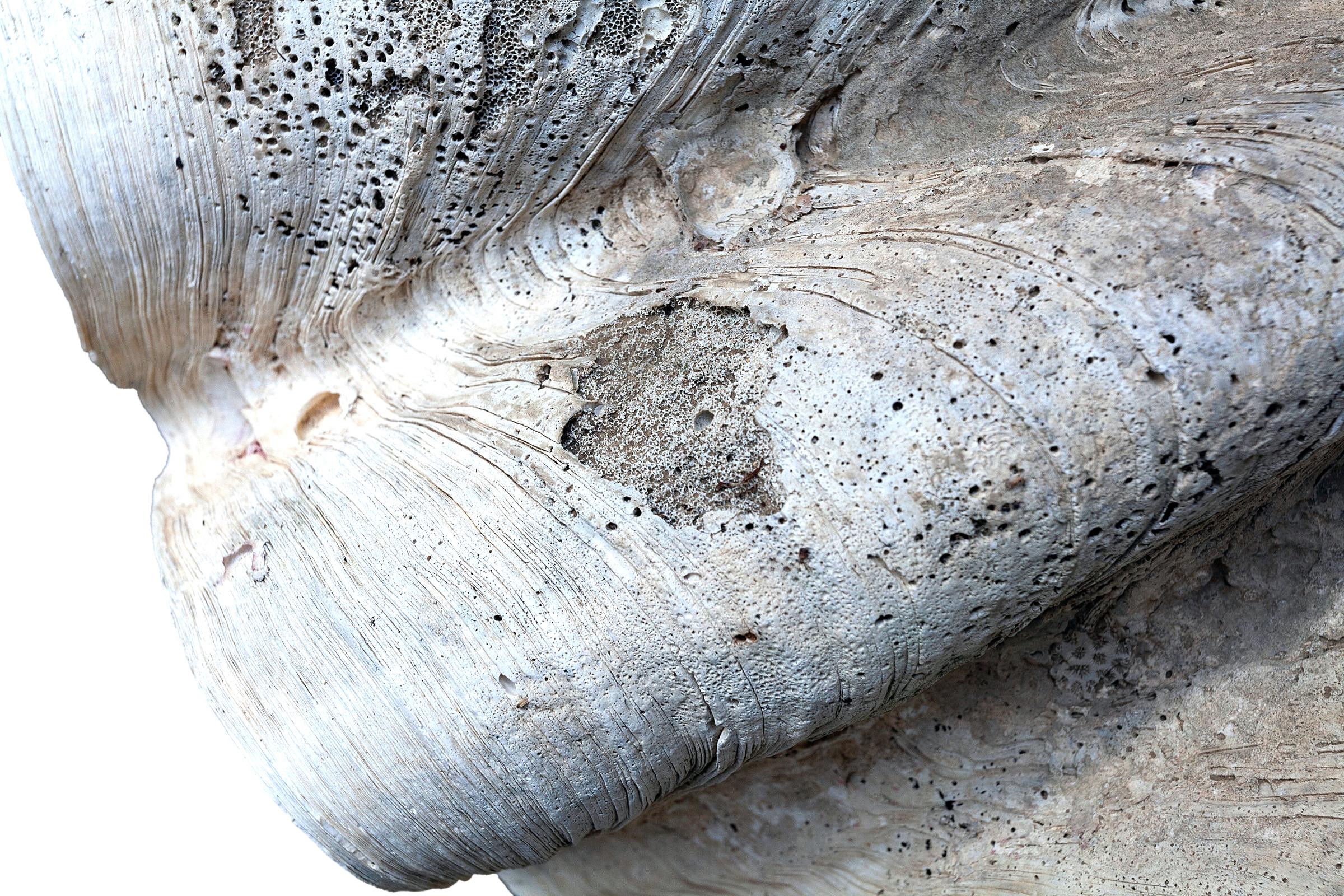 Natürliches Tridacna Gigas Clamshell-Exemplar aus dem Südpazifik im Angebot 3