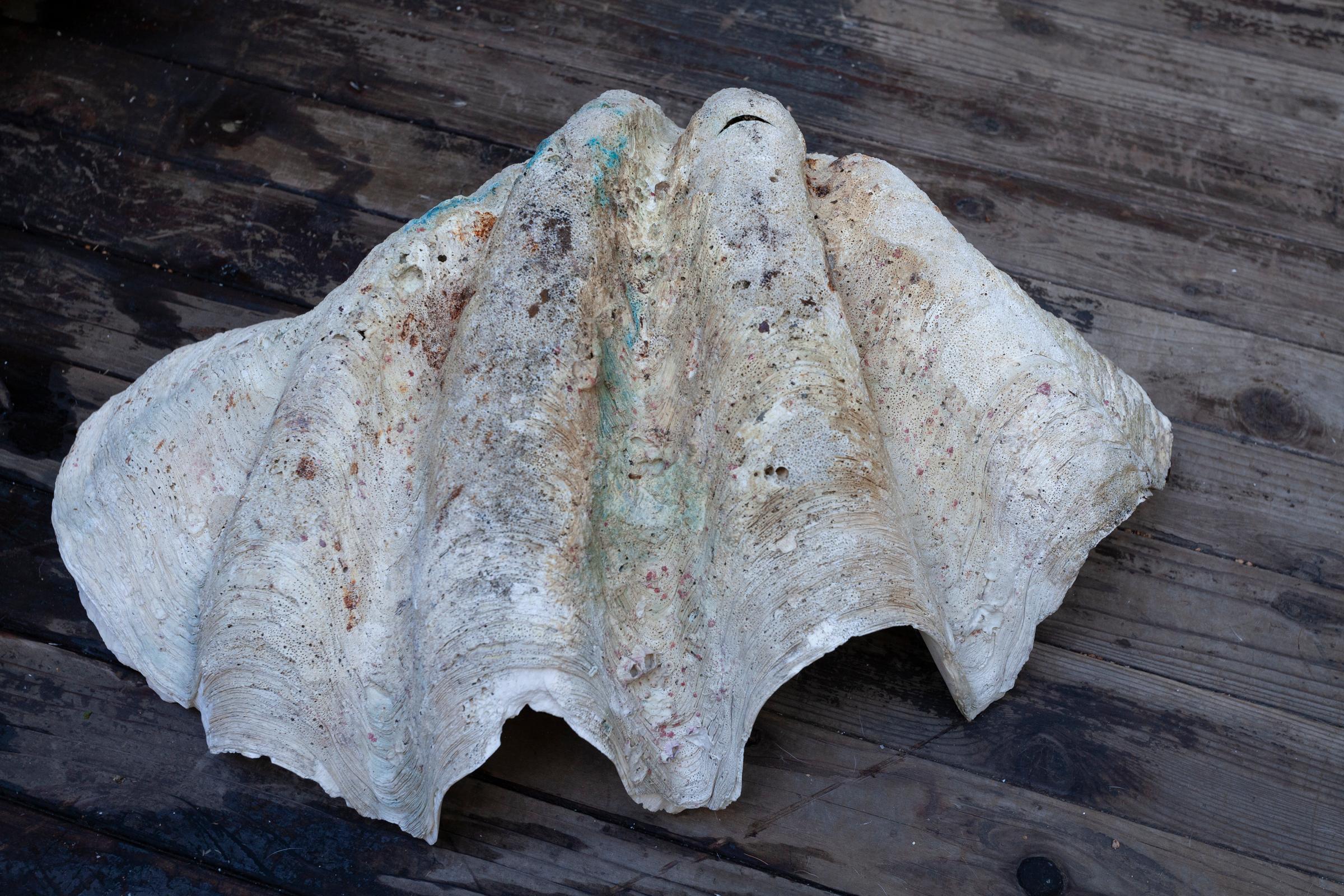 19th Century Giant South Sea Clam Shell  For Sale