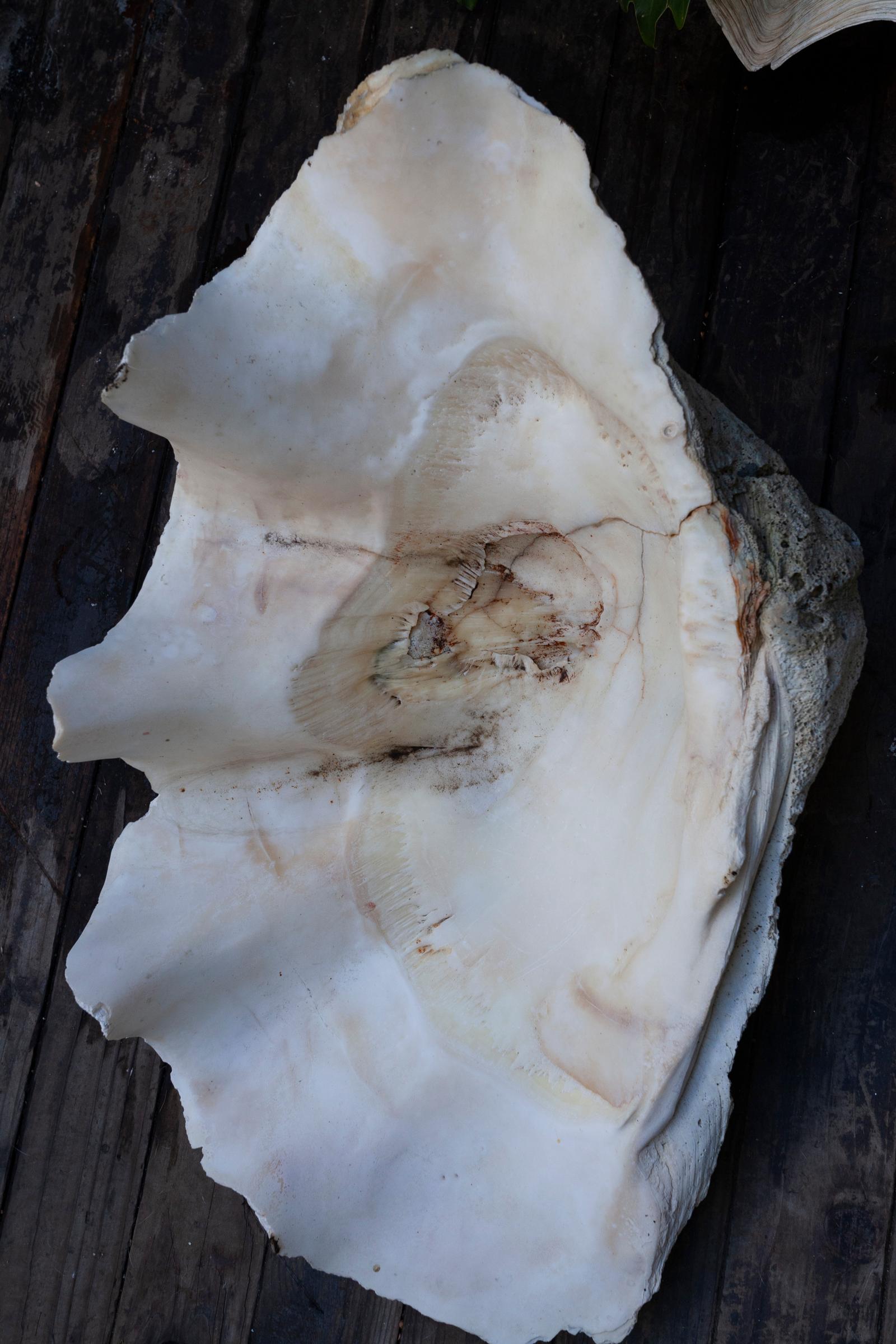 Giant South Sea Clam Shell  For Sale 1