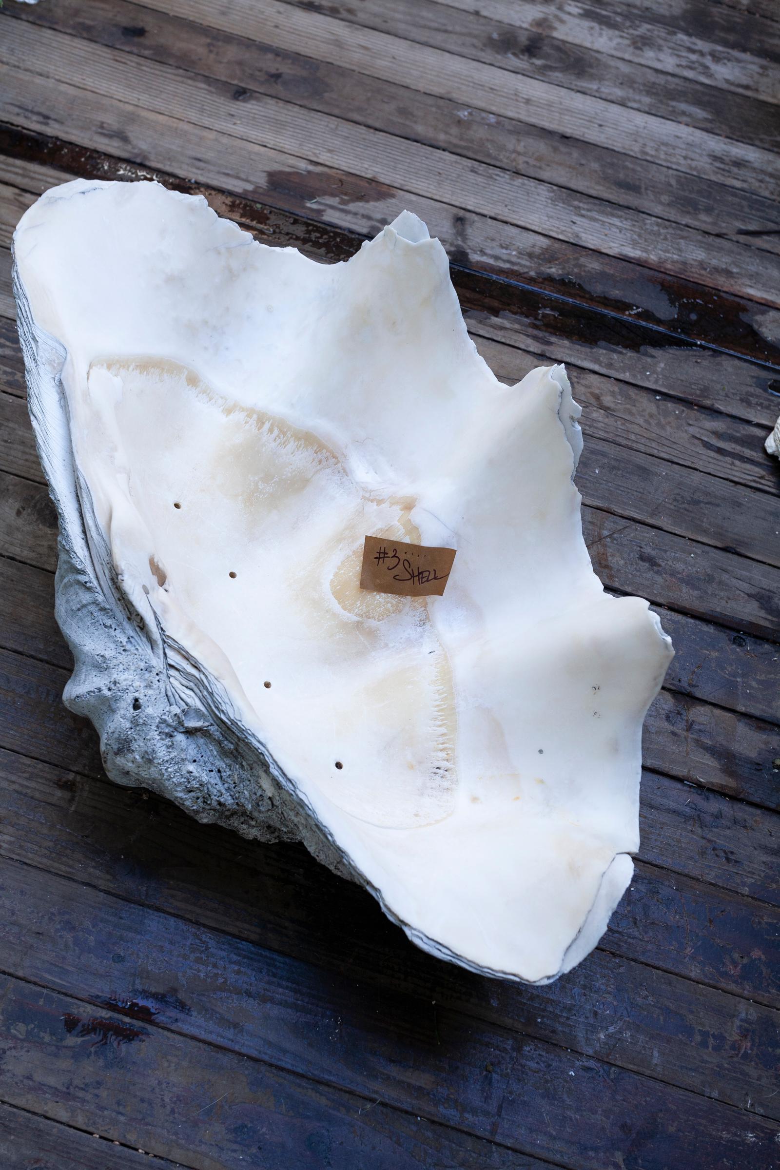 Giant South Sea Clam Shell For Sale 1