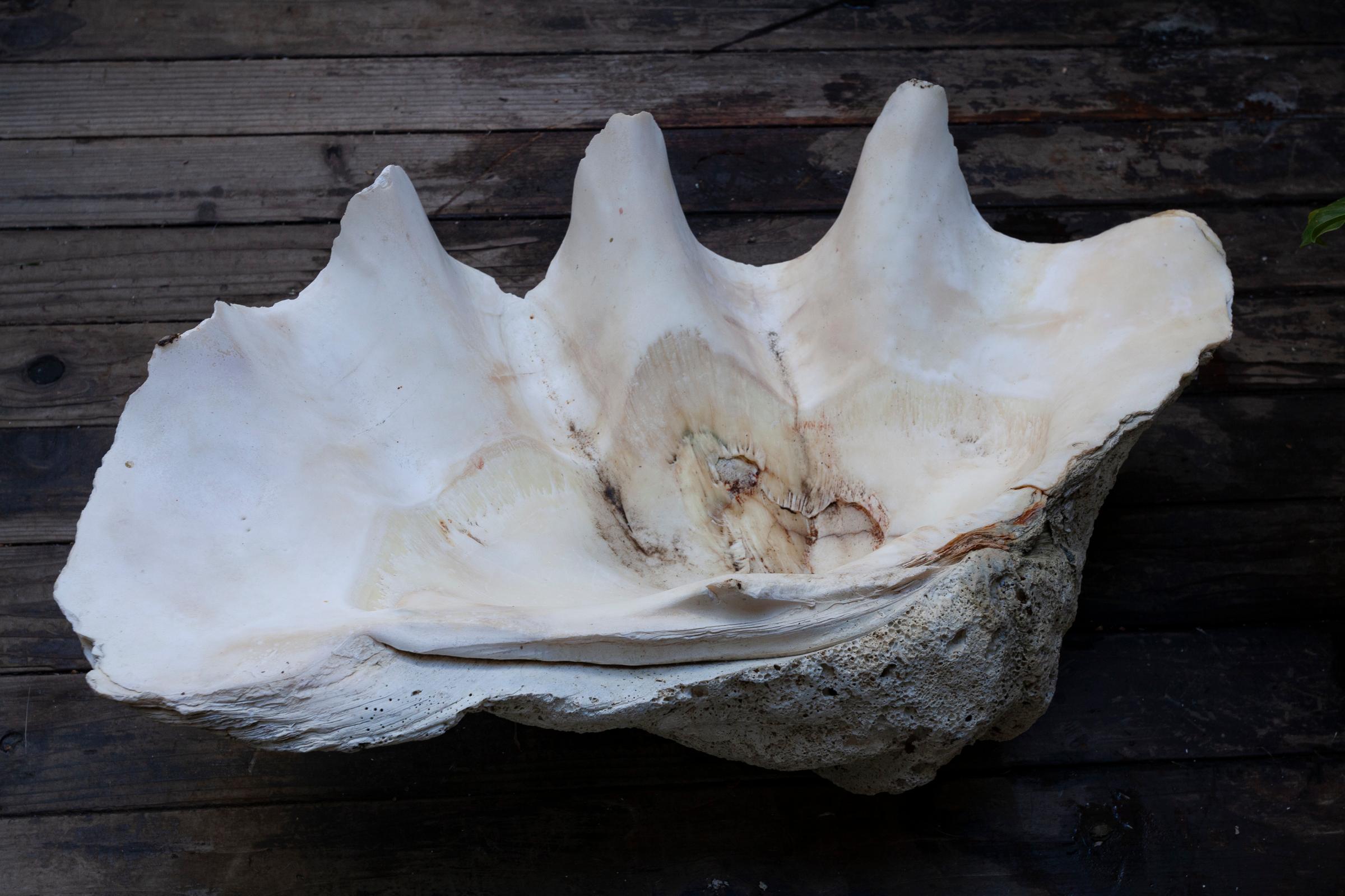 Giant South Sea Clam Shell  For Sale 2