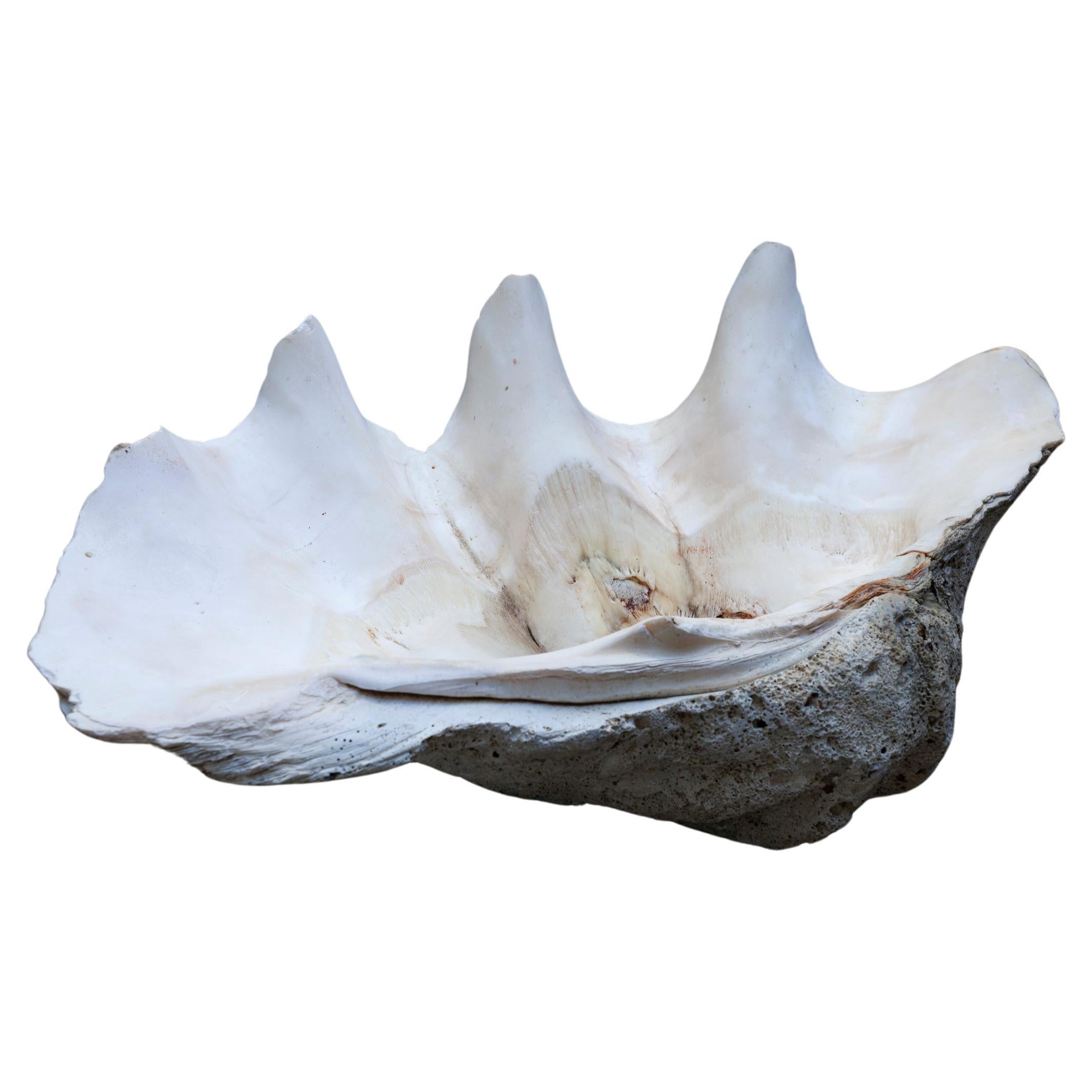 Giant South Sea Clam Shell