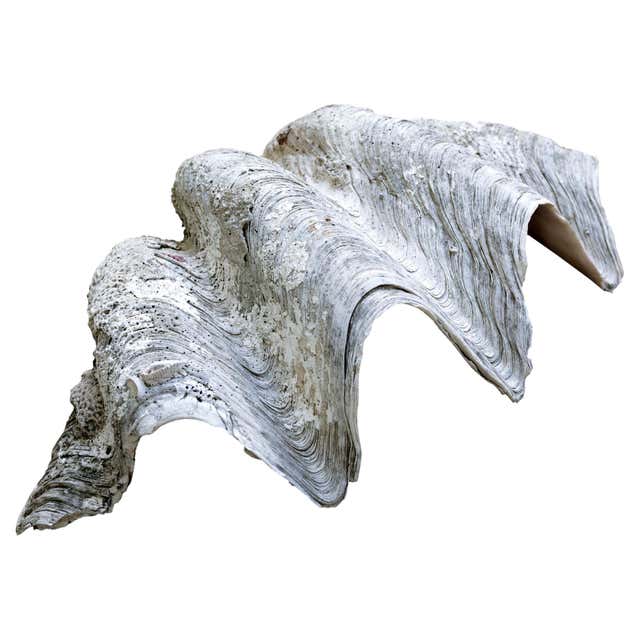 Large Carved Stone Clam Shell Sculpture For Sale at 1stDibs