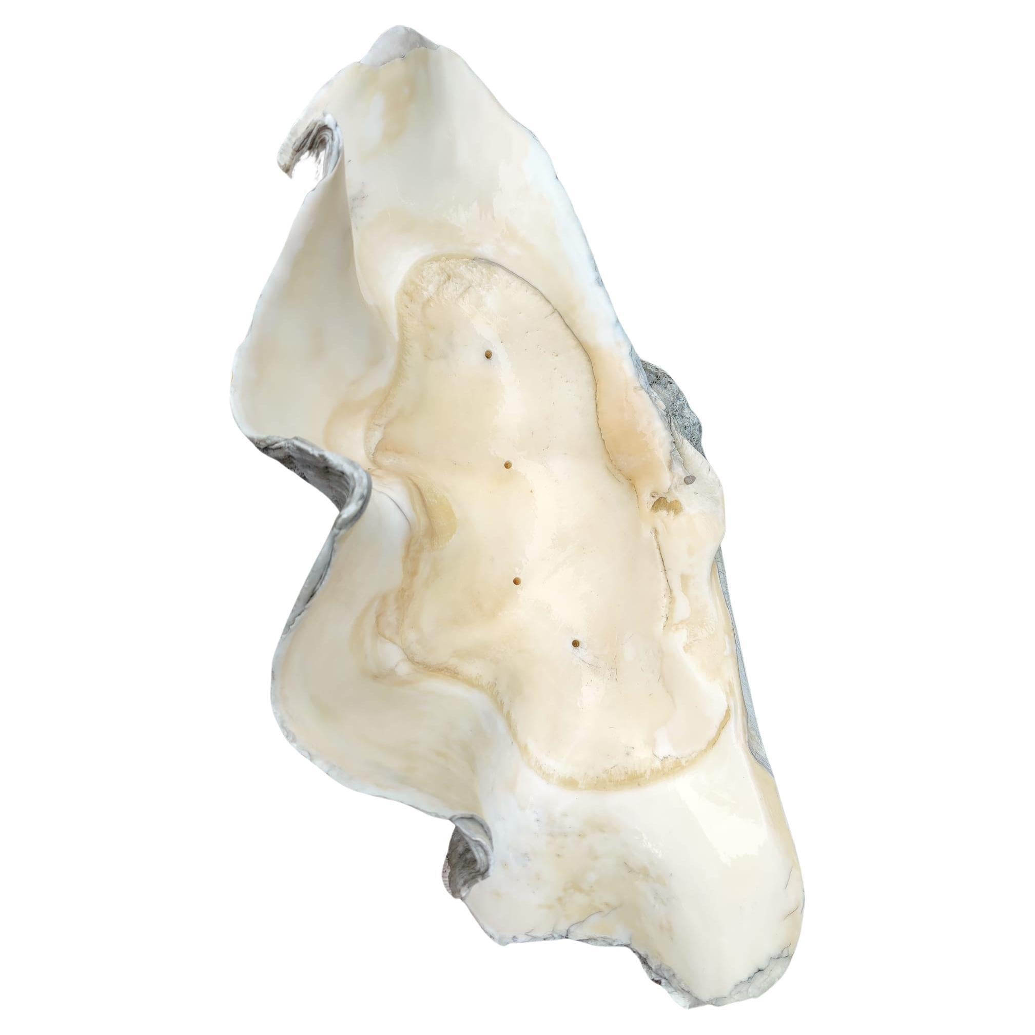 Wonderful example of a giant clam shell from the Indian Ocean. The bleached white color and high profile of the scallops make this a distinctive centerpiece or decoration. This specimen is truly unique and rare.
The shell is in good vintage