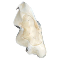 Giant South Sea Clam Shell