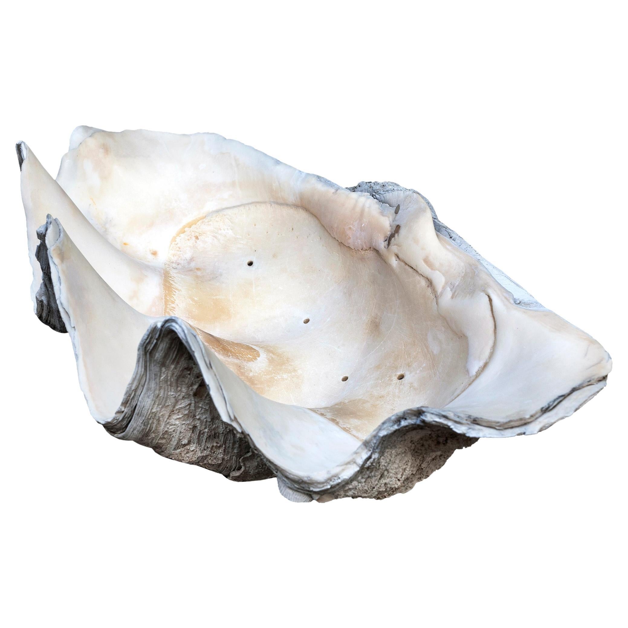 Giant South Sea Clam Shell
