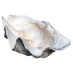 Giant South Sea Clam Shell