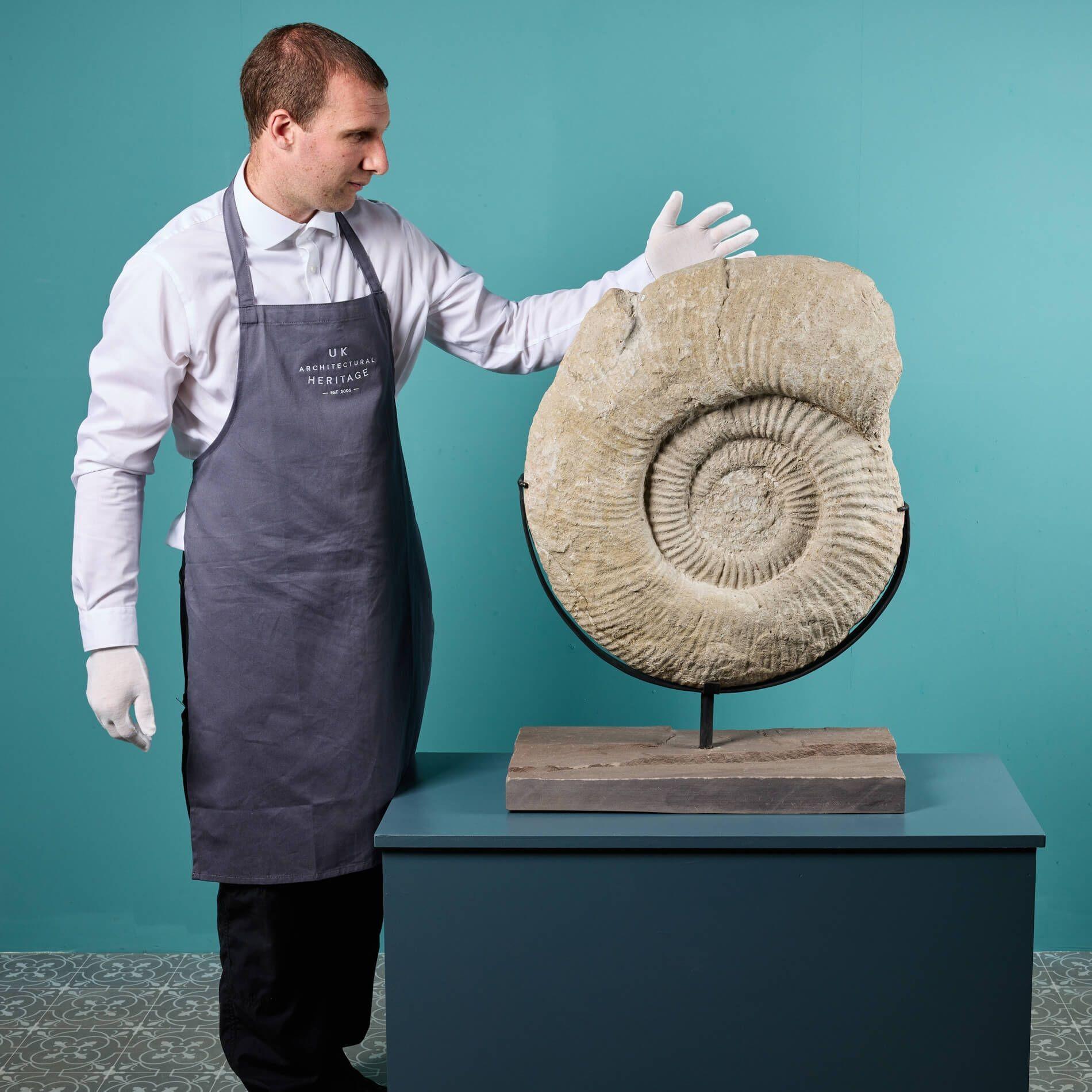 A superb giant ammonite fossil of the Titanites Giganteus variety mounted on a bespoke steel stand with sandstone base. Ex. private collection of Gordon Walkden.

Sourced from Worth Quarry, Swanage on Britain’s Jurassic Coast, this impressive
