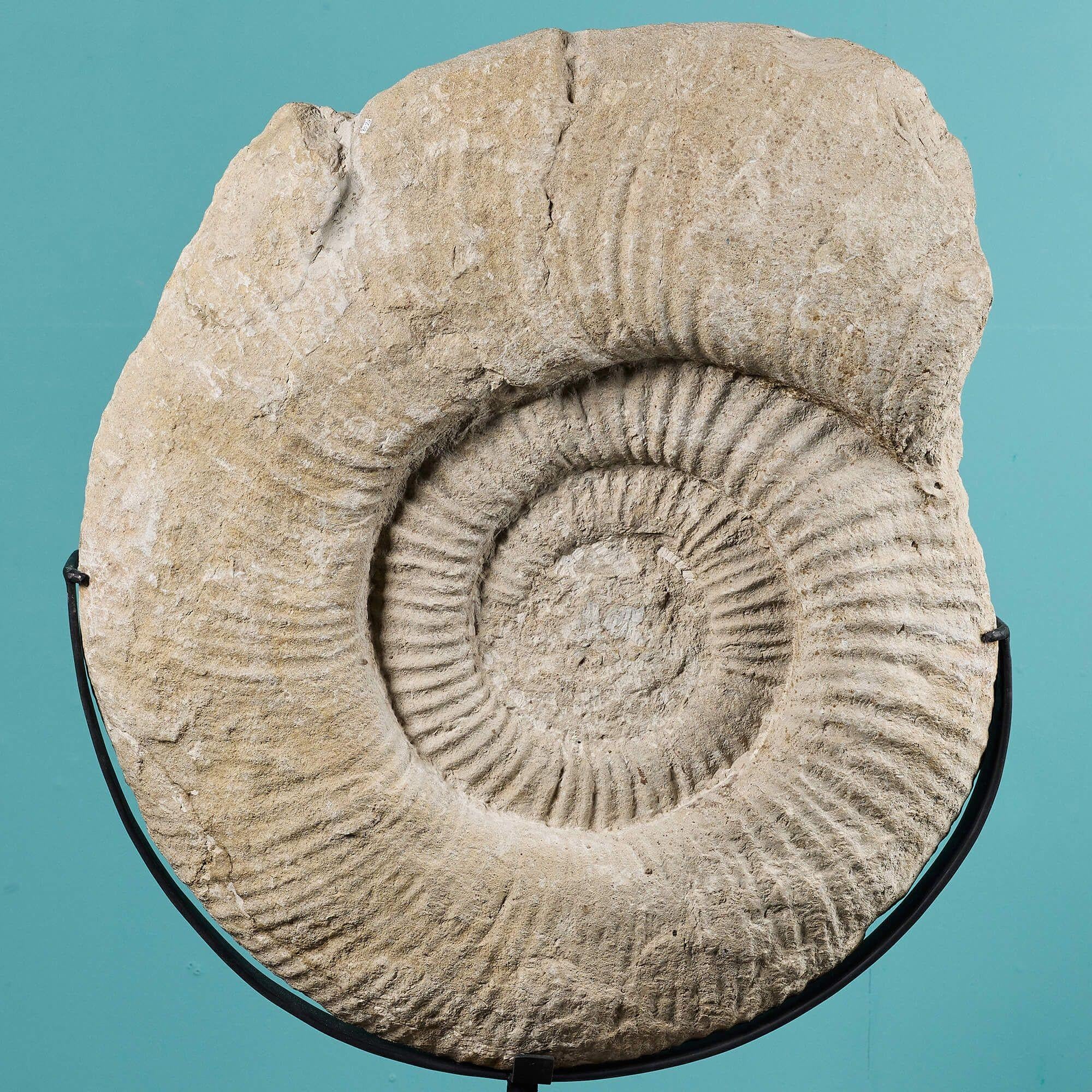 Giant Titanites Ammonite Fossil on Stand In Fair Condition For Sale In Wormelow, Herefordshire